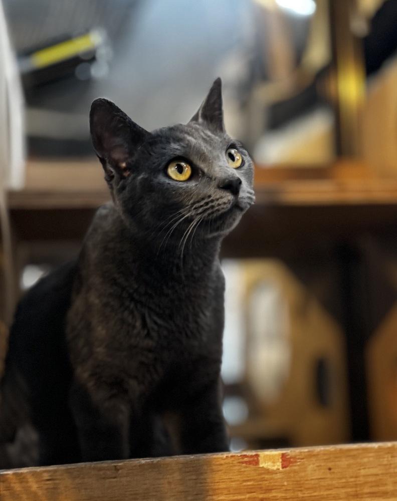 Misty Blue, a Adoptable Domestic Short Hair in Gardena, CA image 3/3