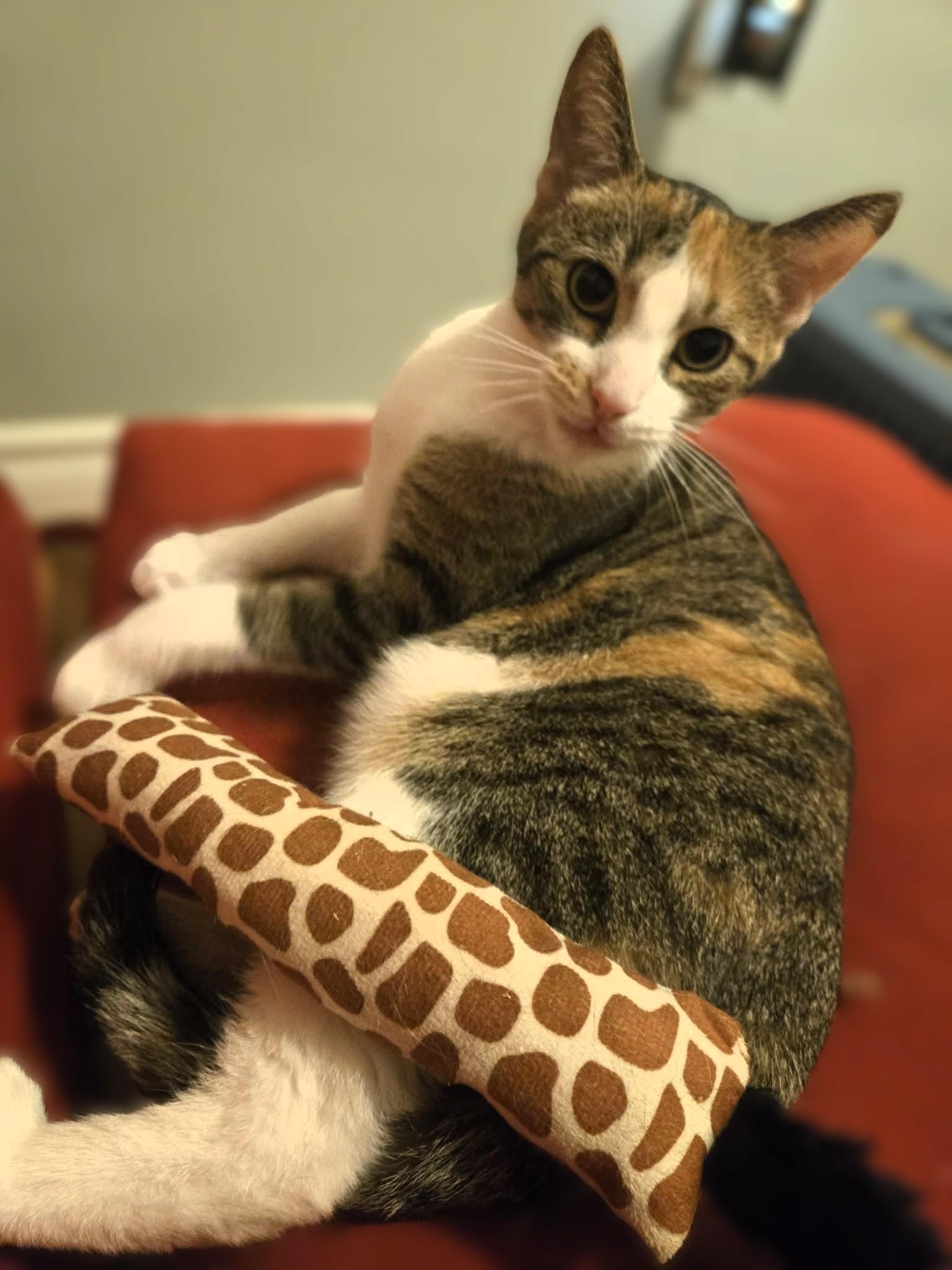 Sophie, ADOPTABLE, Young Female Calico & Tabby.