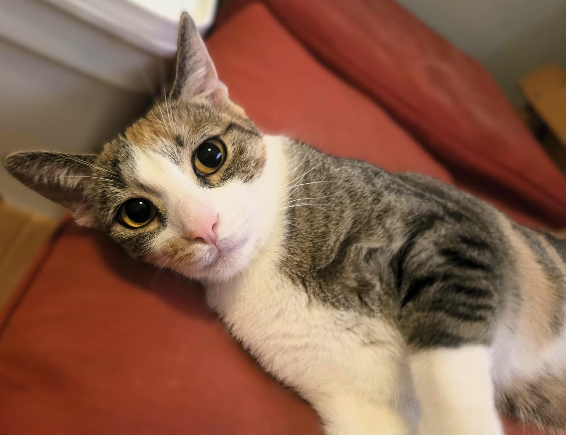 Enlarge Sophie, a ADOPTABLE mixed breed in Hamilton, ON image 2/5