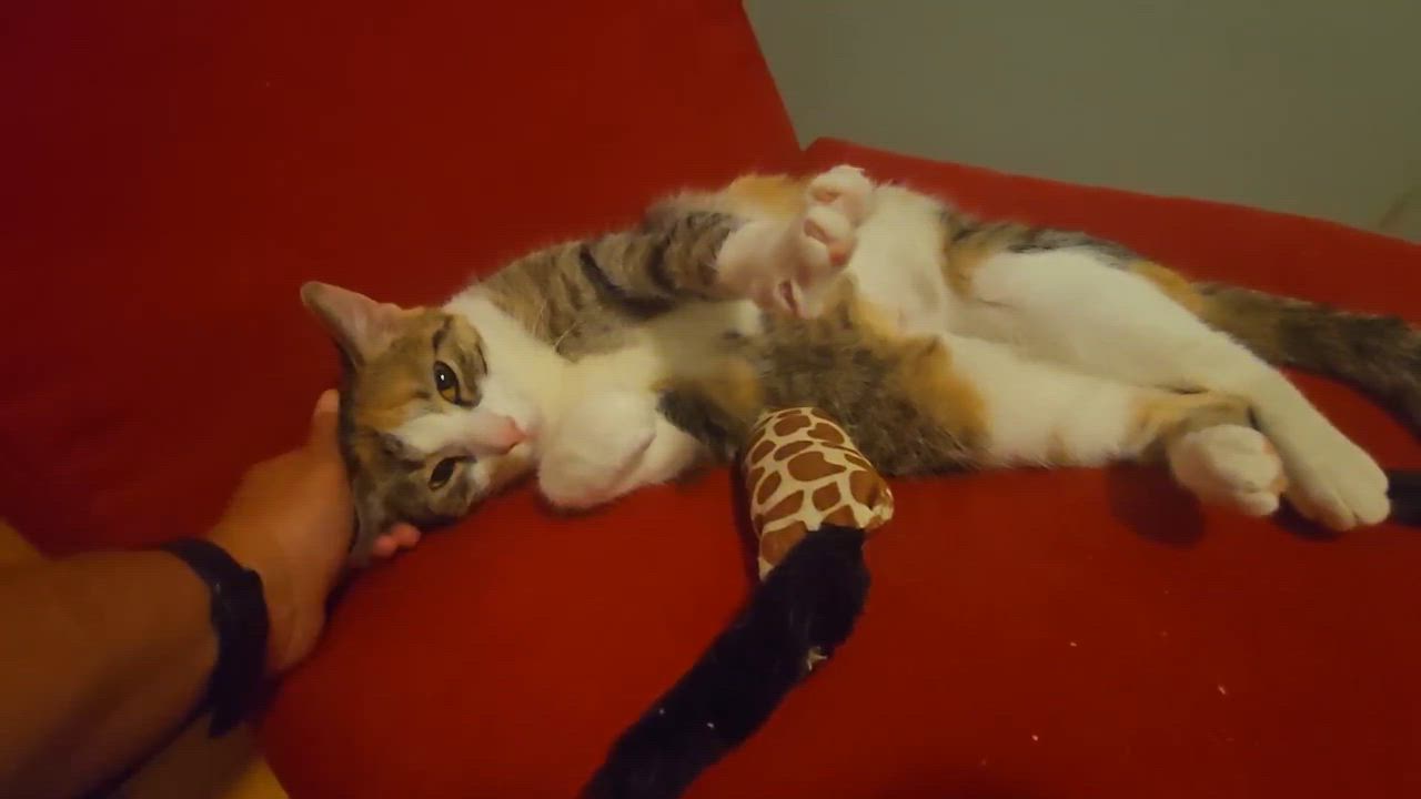 Enlarge Sophie, a ADOPTABLE mixed breed in Hamilton, ON video 5/5