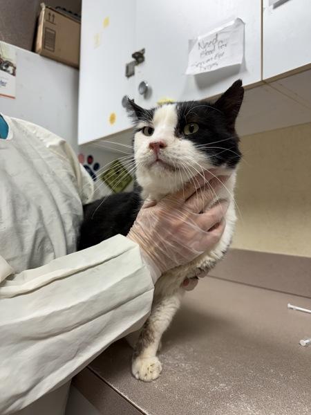 Enlarge Fancy, a Adoptable mixed breed in Salisbury, MD image 1/1
