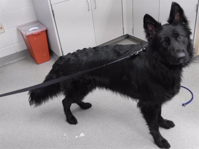 FREHJA, Adoptable, Young Female German Shepherd Dog & Mixed Breed.