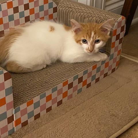 Cornbread, a Adoptable Domestic Long Hair in Winston-Salem, NC image 1/3