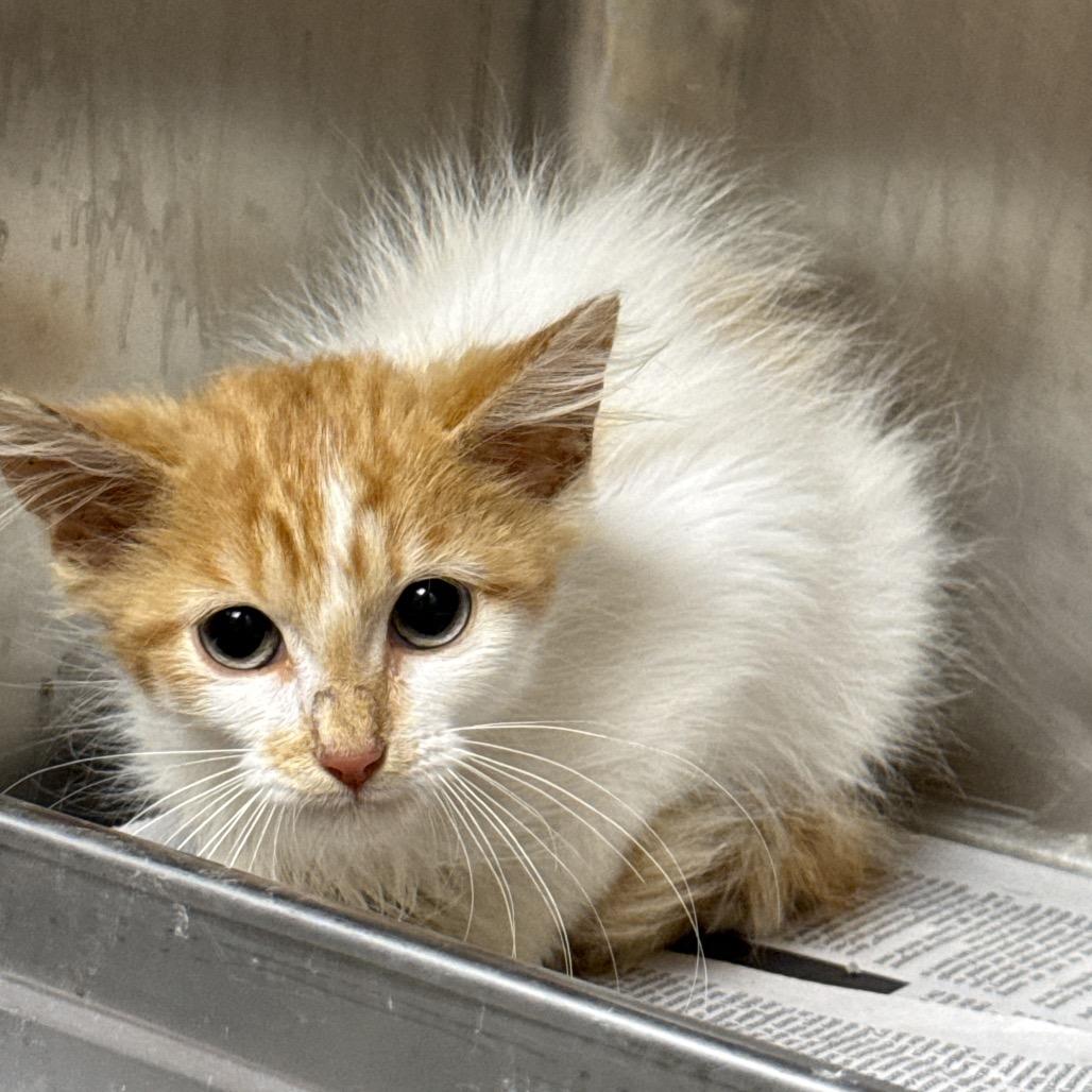 Cornbread, a Adoptable Domestic Long Hair in Winston-Salem, NC image 3/3