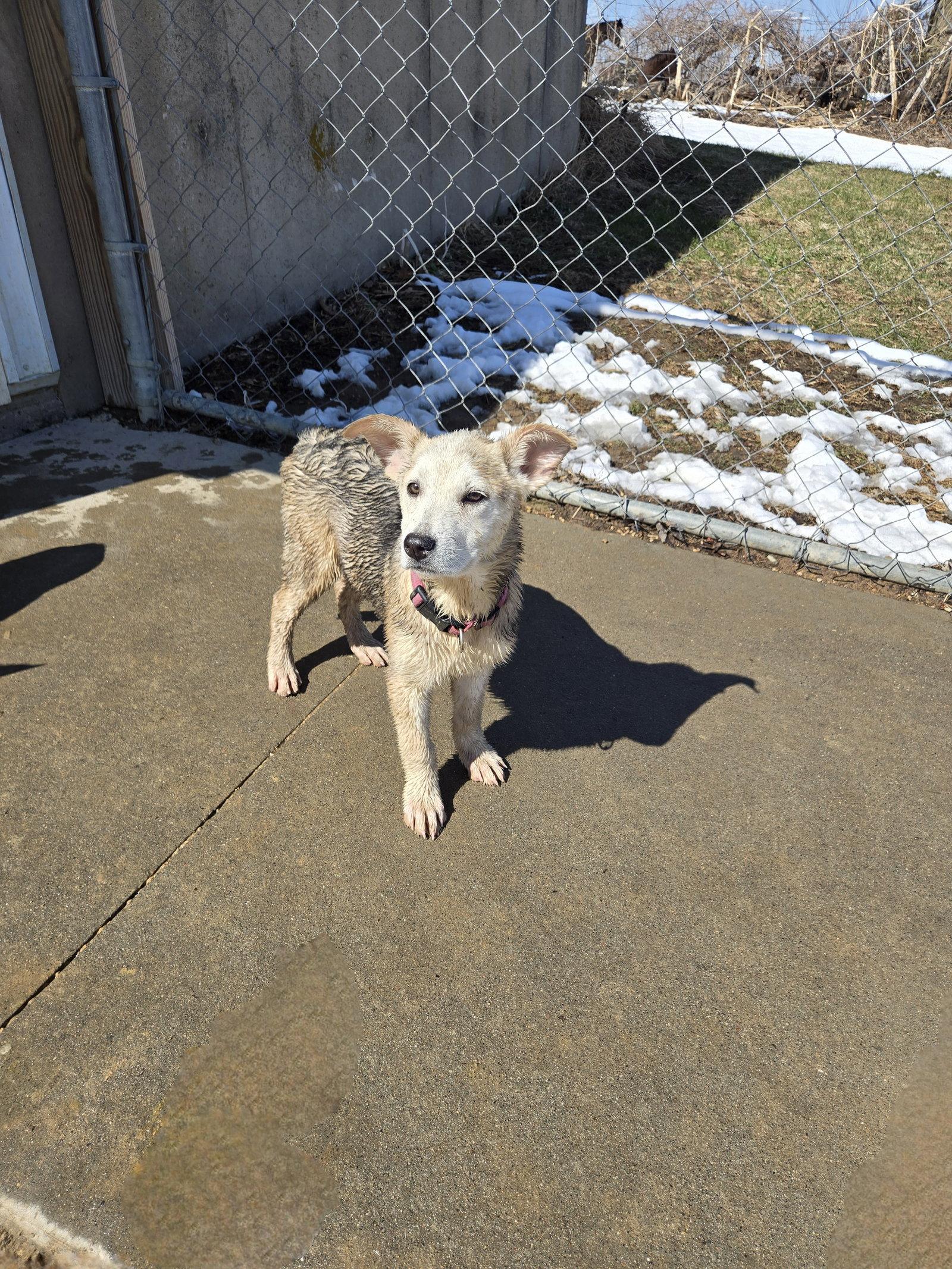 Mae, Adopted, Young Female Shepherd & Husky.