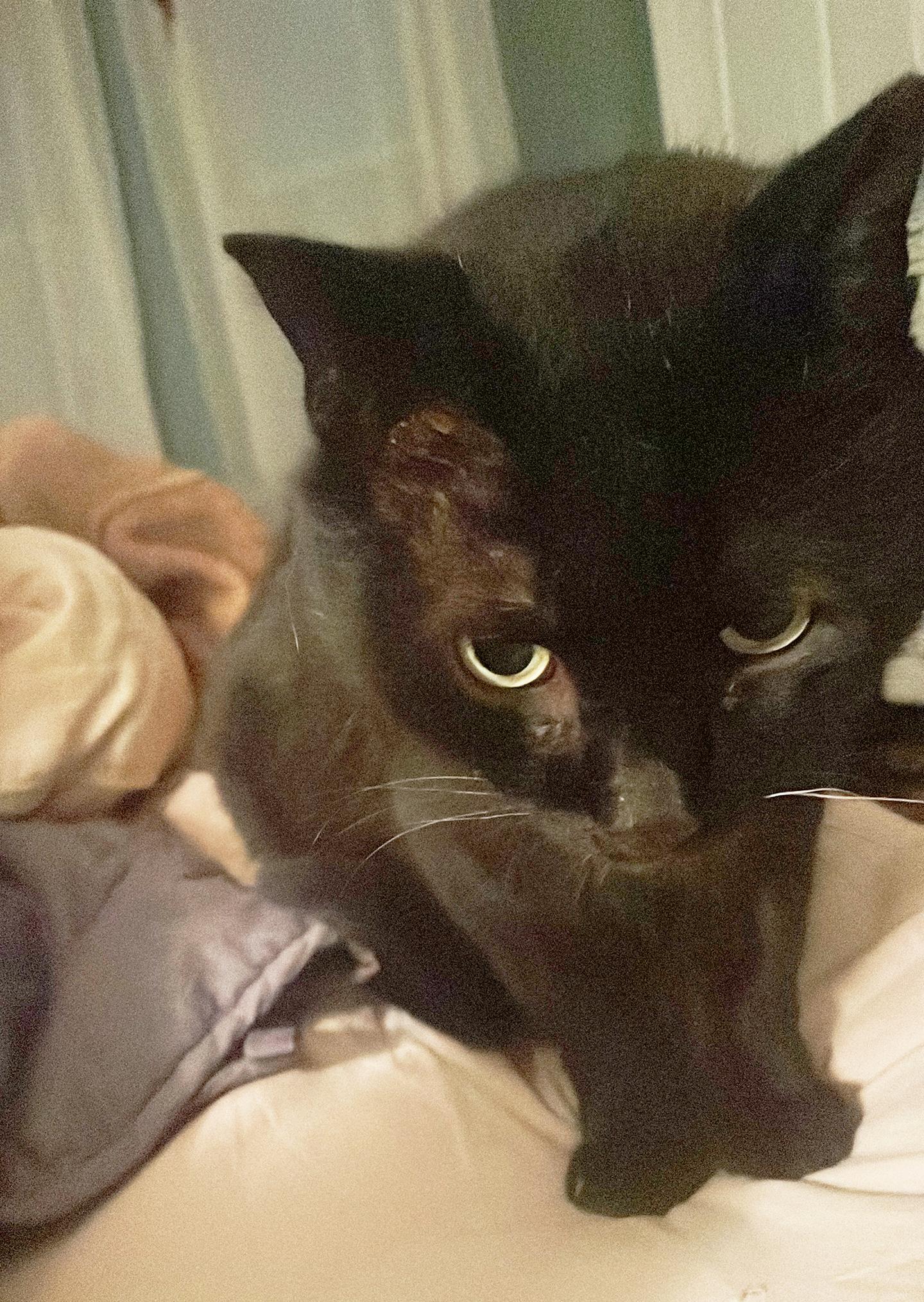 Enlarge Gino Greenway, an adopted Domestic Short Hair in Philadelphia, PA image 5/5