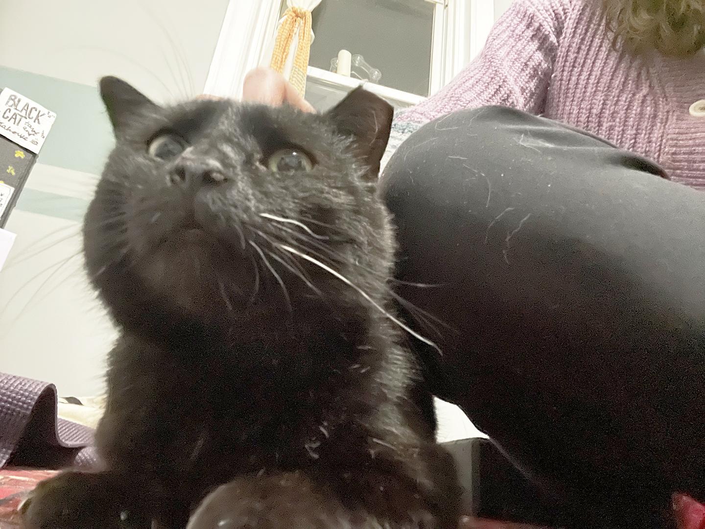 Enlarge Gino Greenway, an adopted Domestic Short Hair in Philadelphia, PA image 2/5