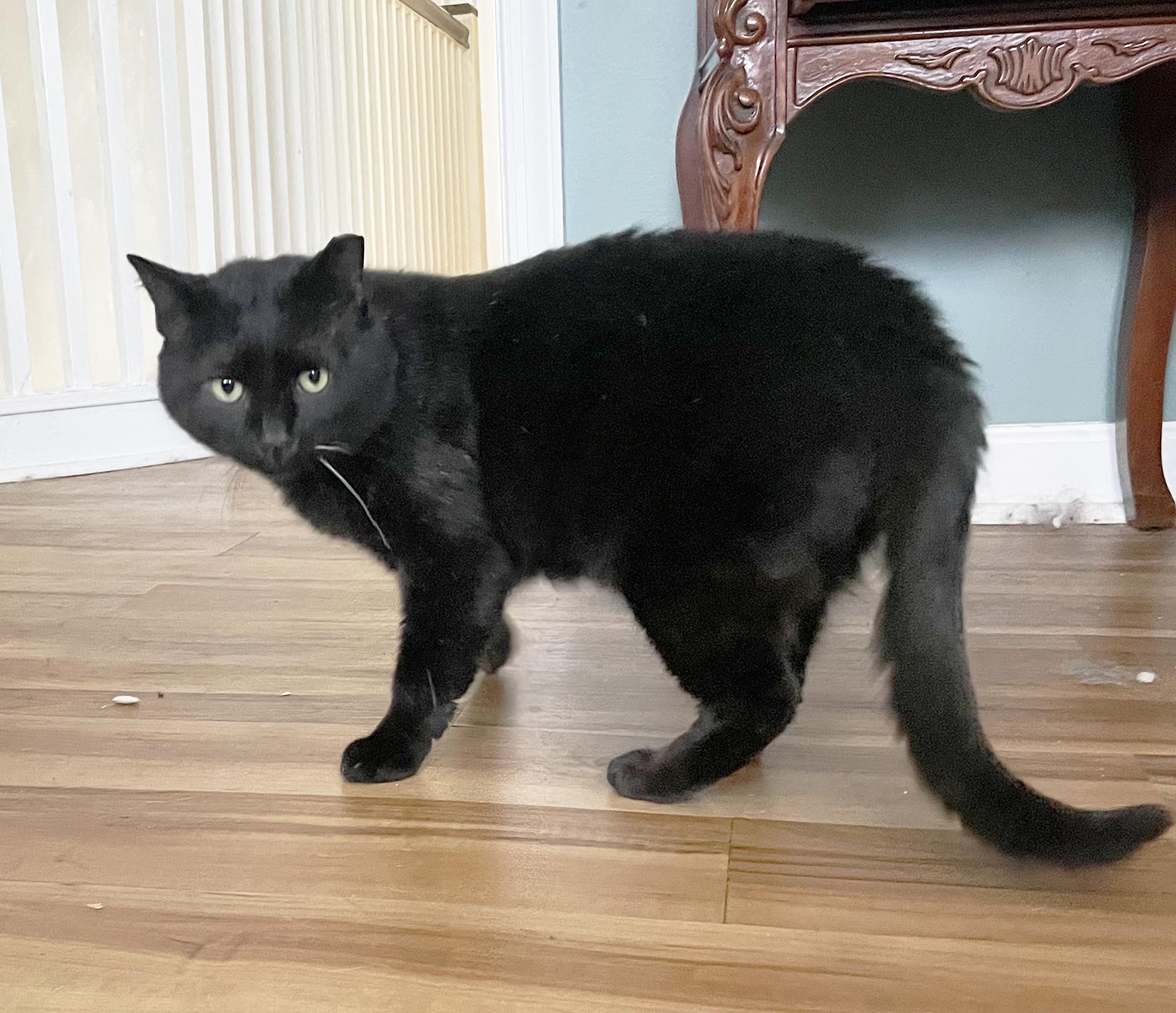 Enlarge Gino Greenway, an adopted Domestic Short Hair in Philadelphia, PA image 4/5