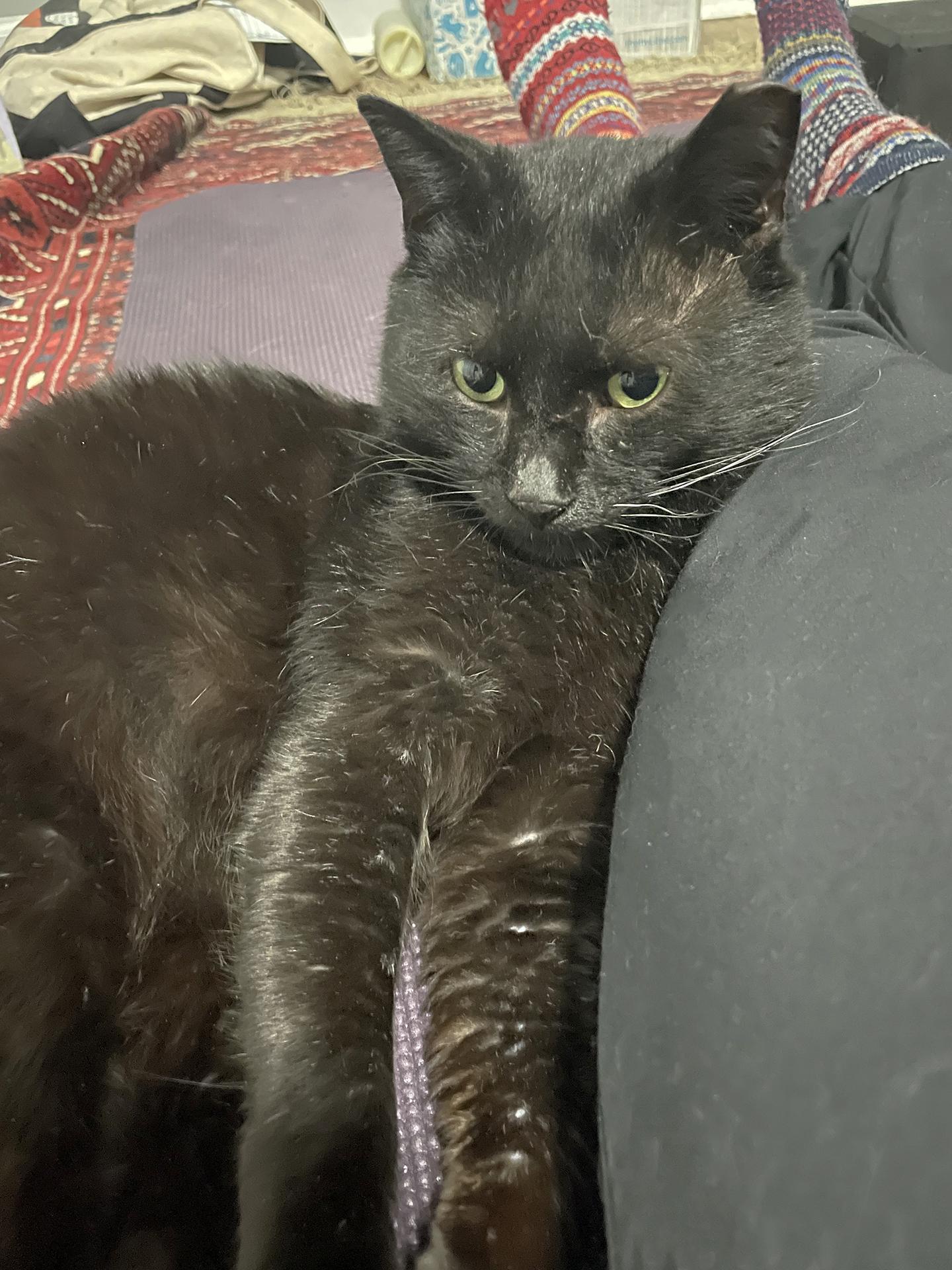 Enlarge Gino Greenway, an adopted Domestic Short Hair in Philadelphia, PA image 3/5