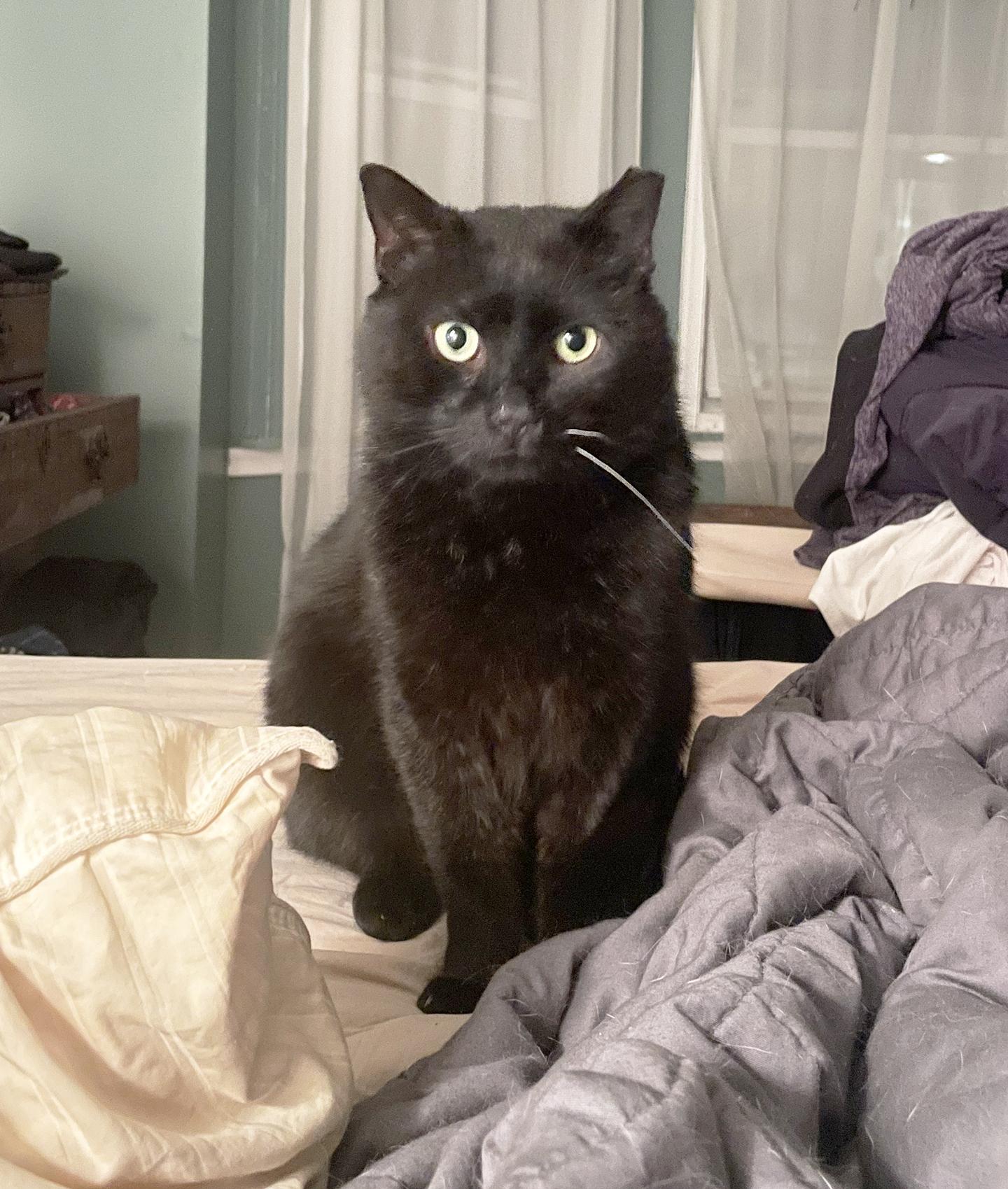 Gino Greenway, Adult Male Domestic Short Hair