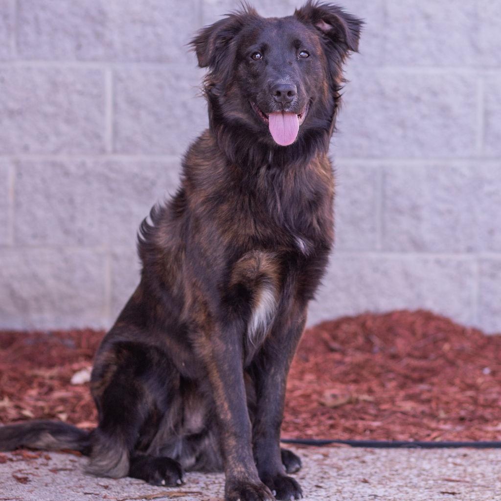 Enlarge Simon, a Adoptable mixed breed in Owensboro, KY image 1/1