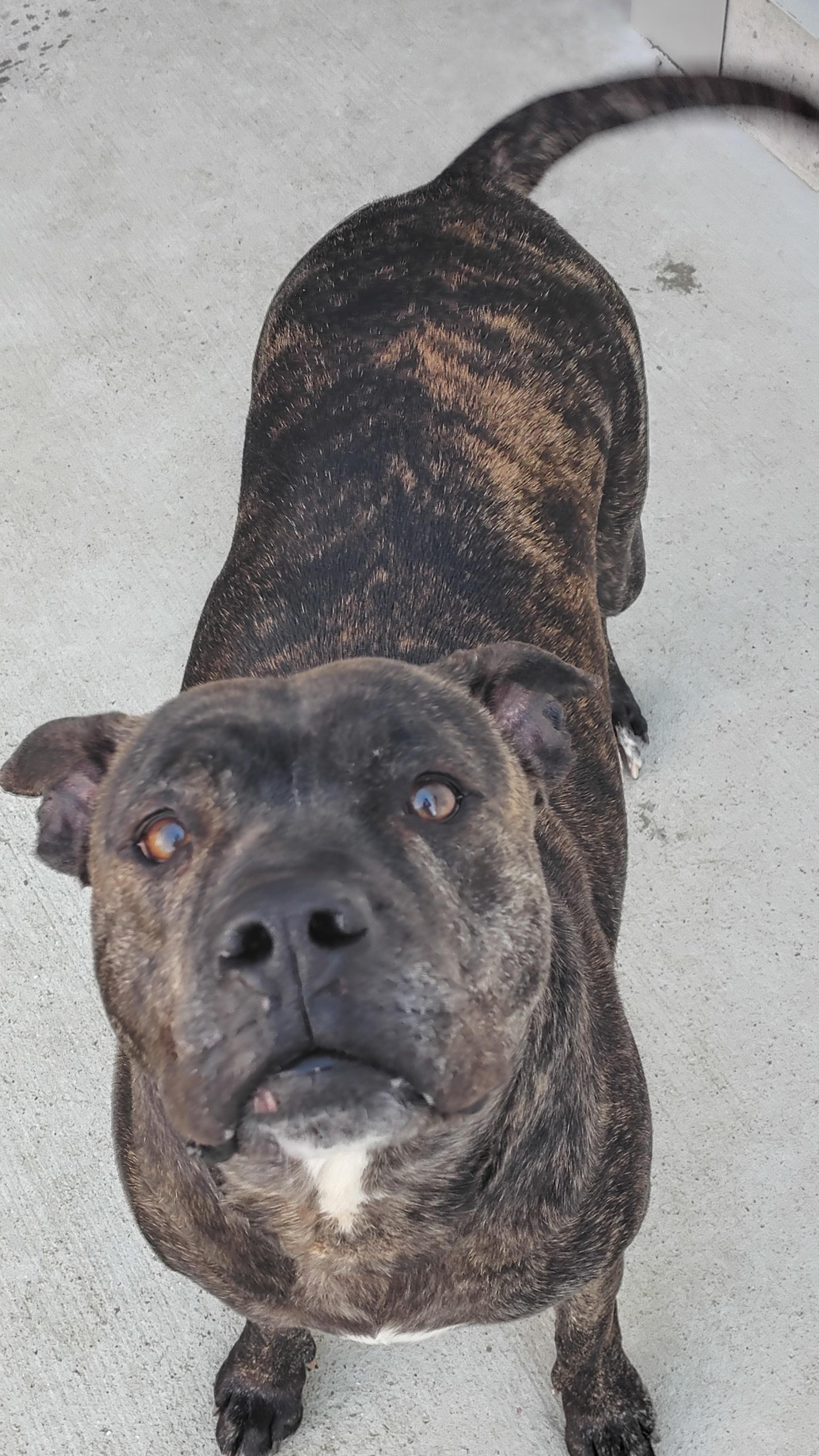 Ella, ADOPTABLE, Adult Female Pit Bull Terrier.