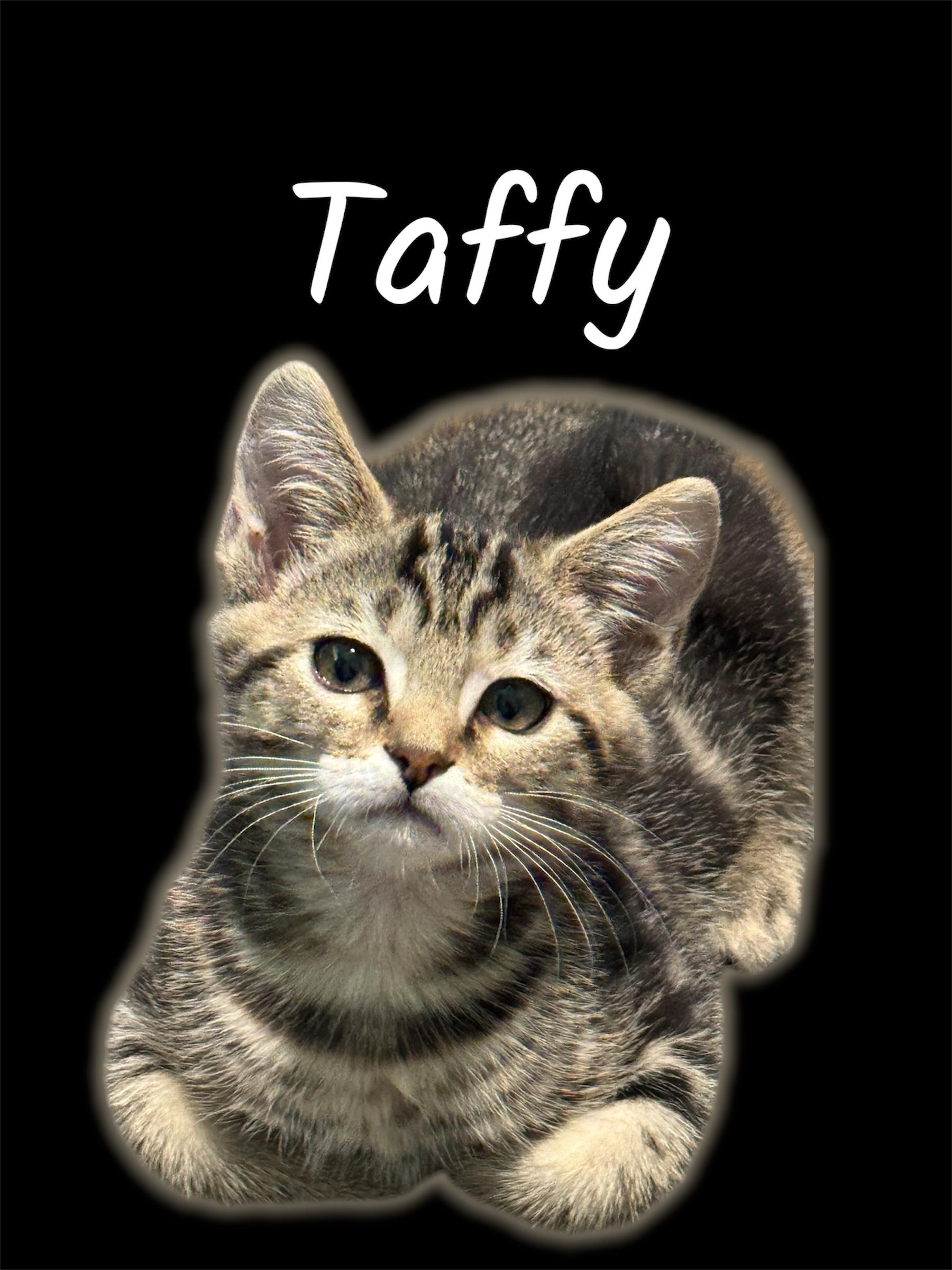 Taffy, ADOPTABLE, Kitten Female Domestic Short Hair.