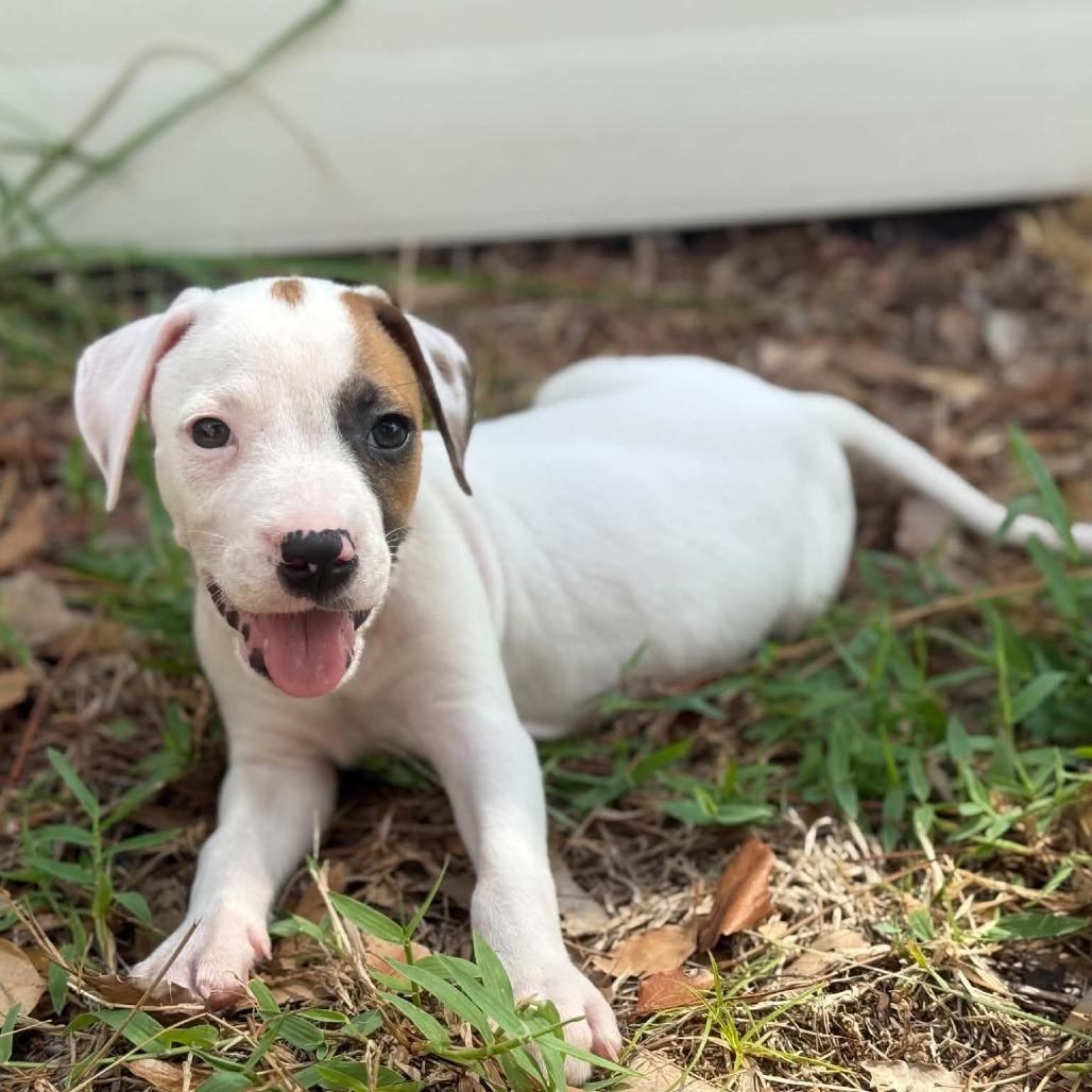 Danny Tanner, Adoptable, Puppy Male Chihuahua & Mixed Breed.