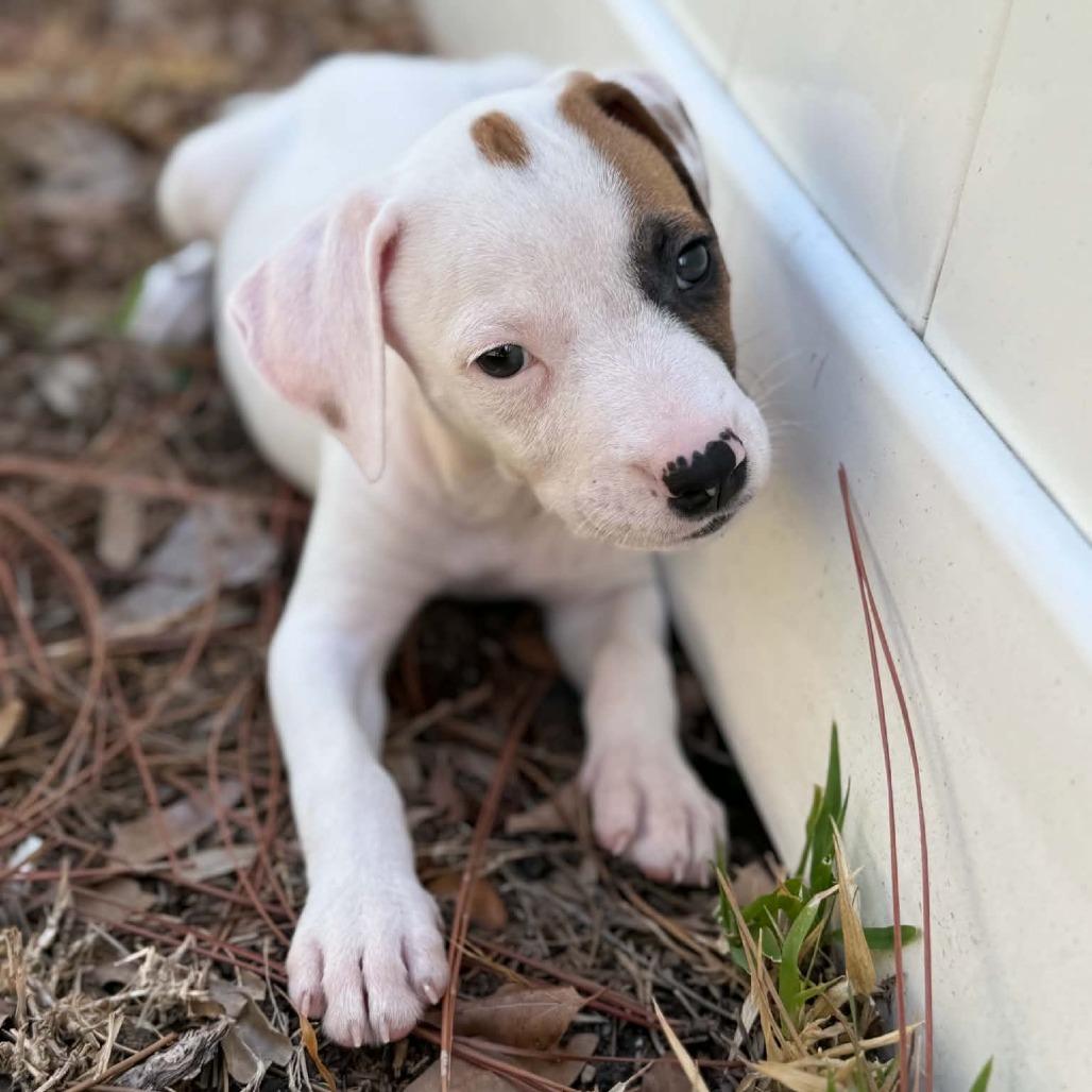 Enlarge Danny Tanner, a Adoptable mixed breed in Seminole, FL image 2/3