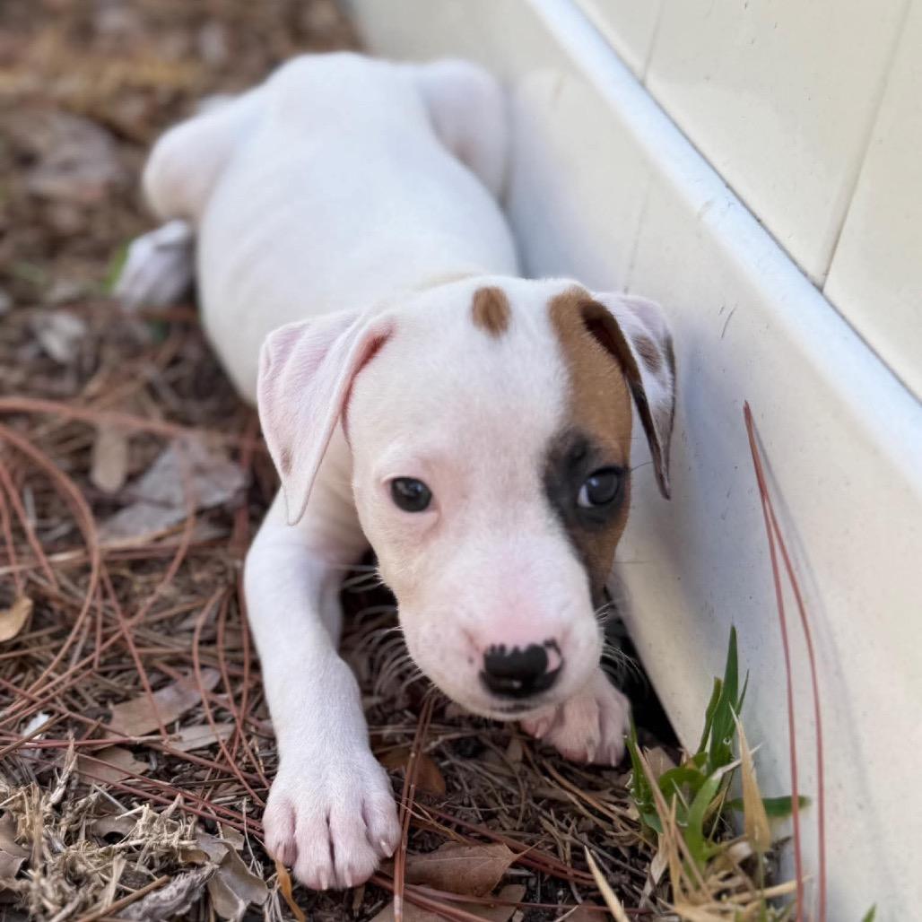 Enlarge Danny Tanner, a Adoptable mixed breed in Seminole, FL image 3/3