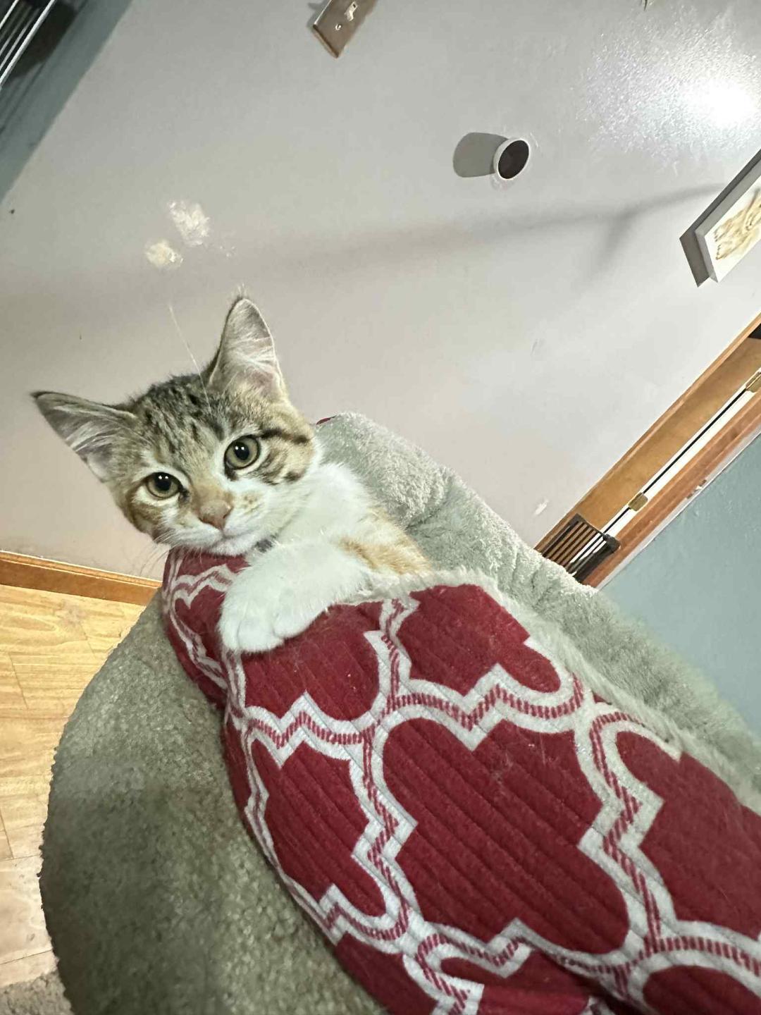 Enlarge Honeycrisp, a Adopted Domestic Short Hair in Johnsburg, IL image 2/5