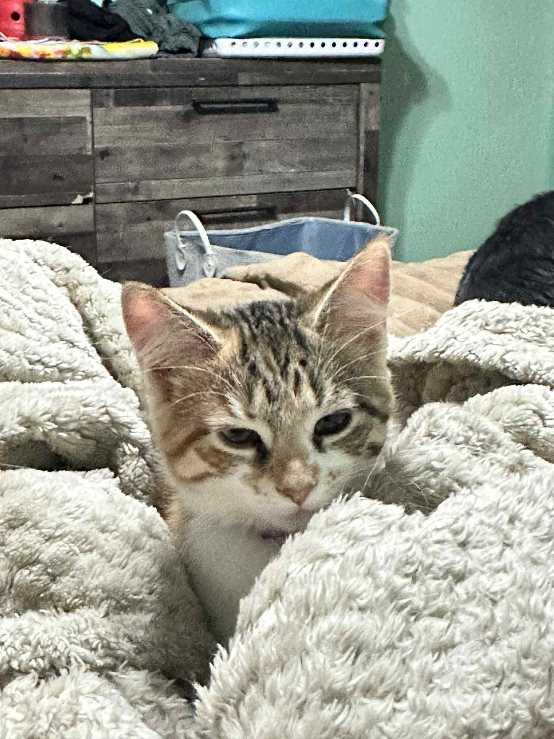 Enlarge Honeycrisp, a Adopted Domestic Short Hair in Johnsburg, IL image 4/5