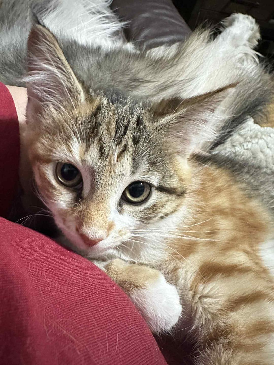 Honeycrisp, Adopted, Young Female Domestic Short Hair.