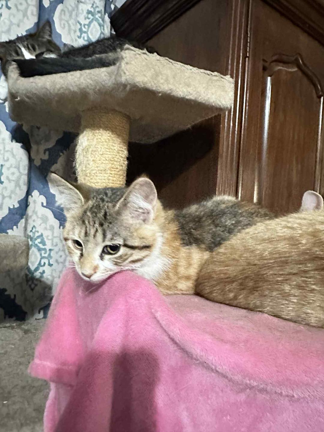 Enlarge Honeycrisp, a Adopted Domestic Short Hair in Johnsburg, IL image 5/5