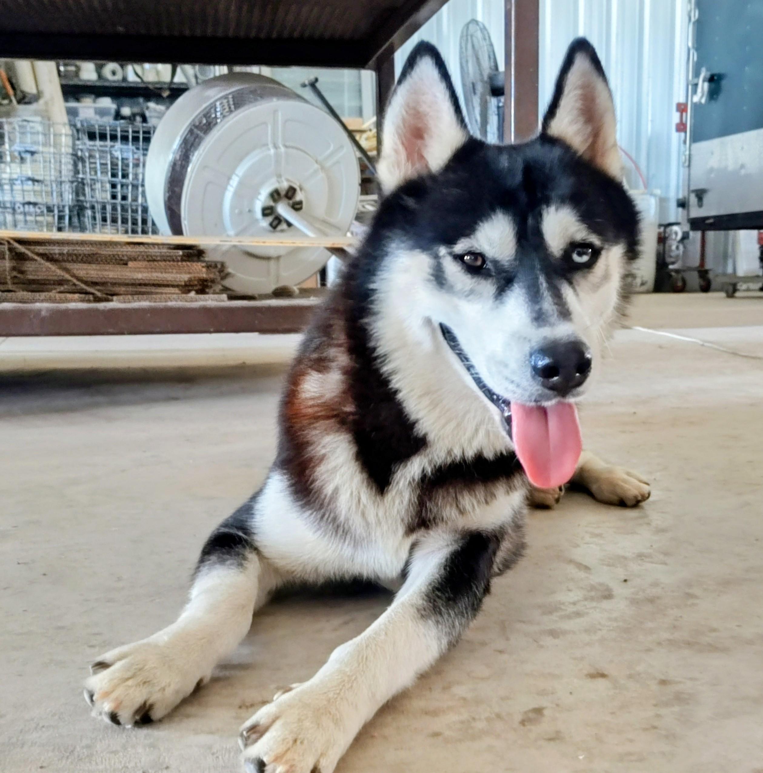 Jake