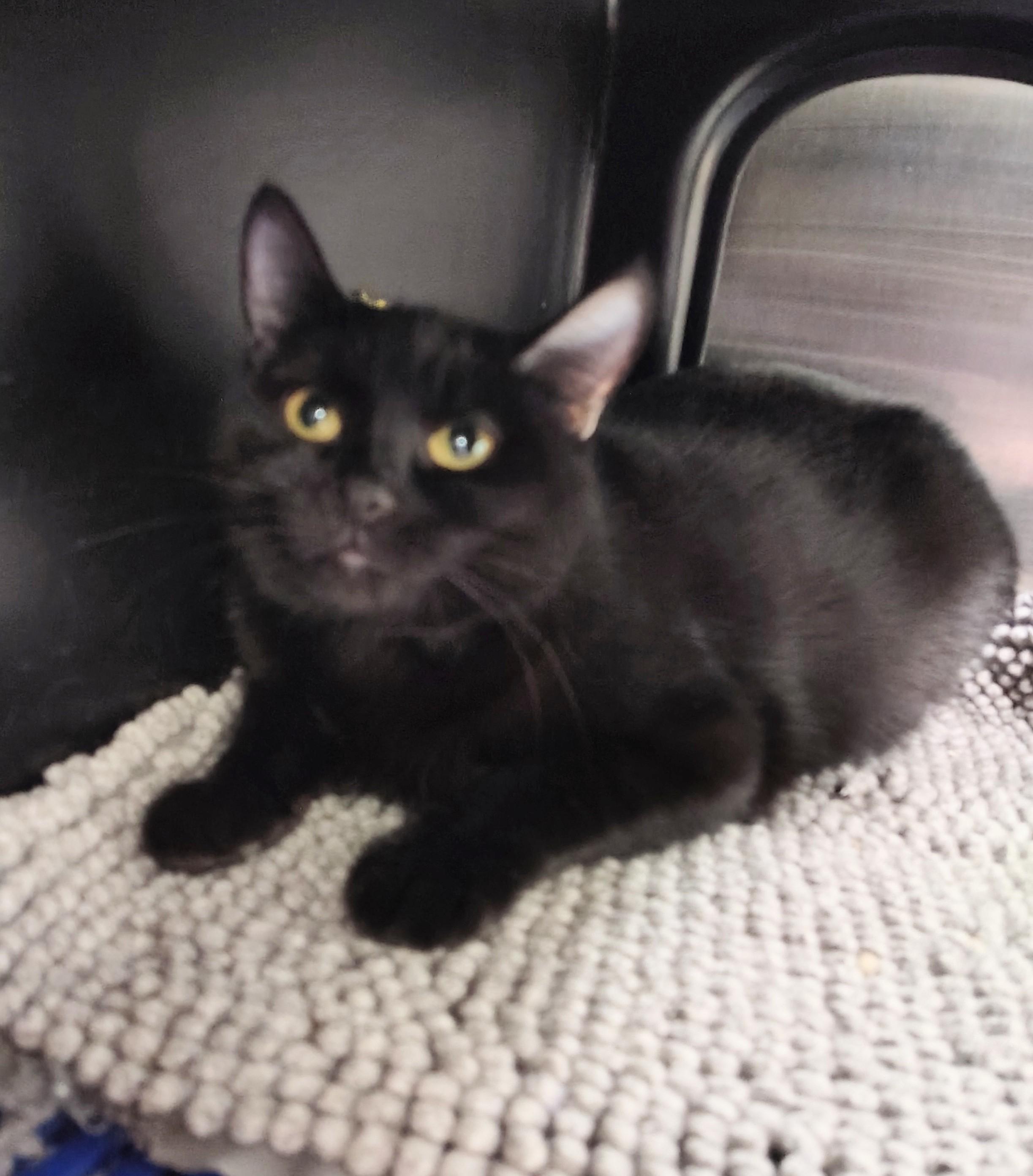 Enlarge Winnifred, a ADOPTABLE Domestic Short Hair in Richmond, MO image 2/3