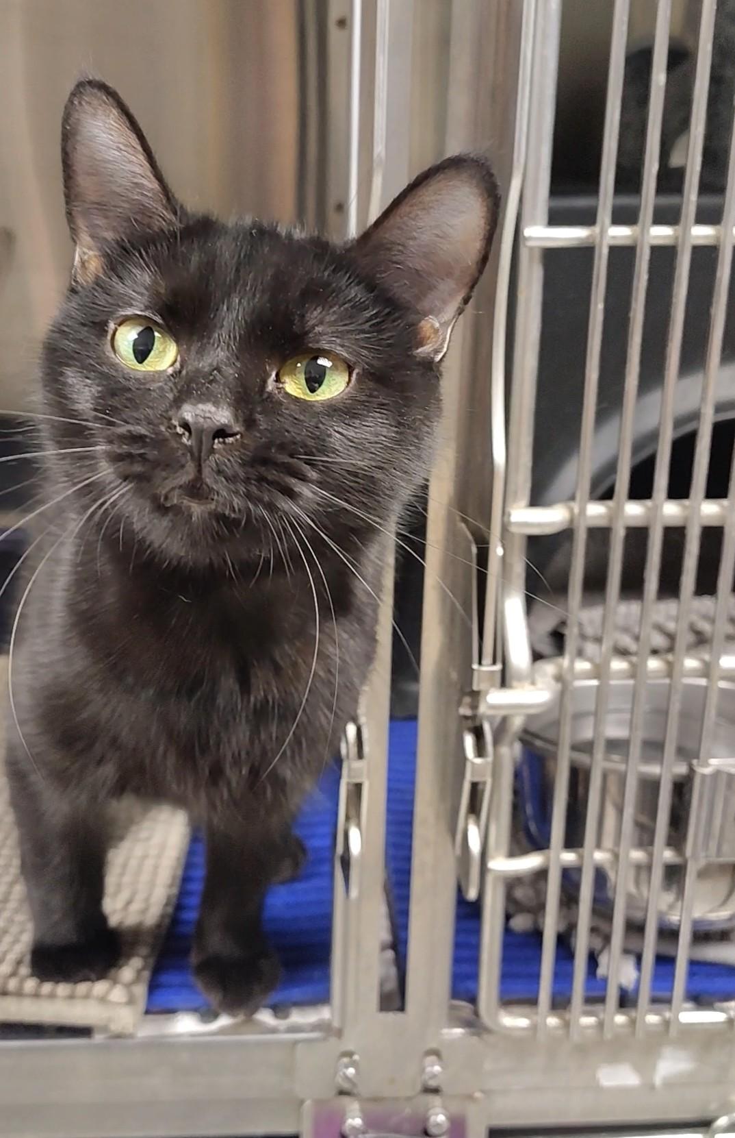 Enlarge Winnifred, a ADOPTABLE Domestic Short Hair in Richmond, MO image 1/3