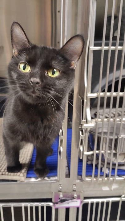 Enlarge Winnifred, a ADOPTABLE Domestic Short Hair in Richmond, MO video 3/3