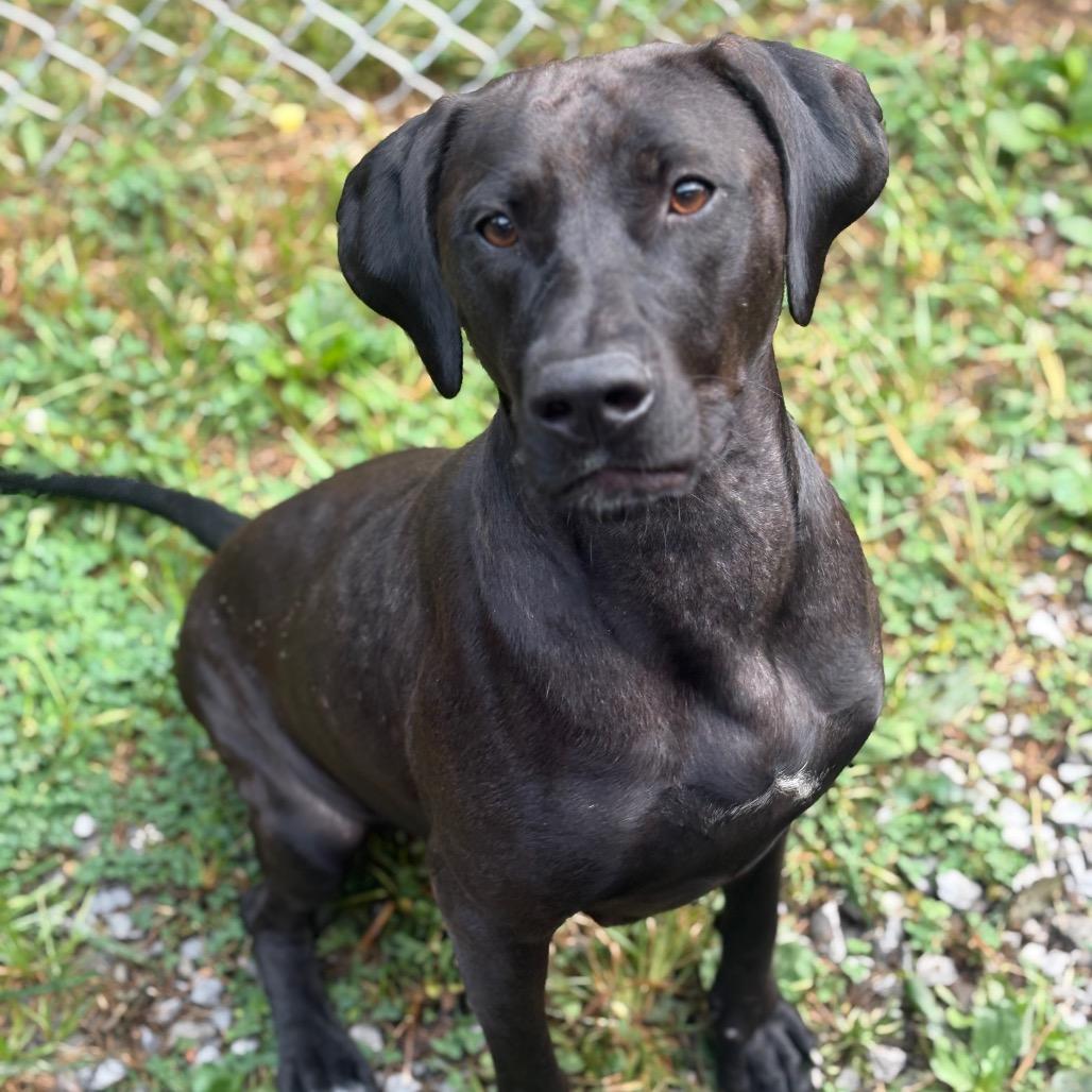 Sugar, Adoptable, Adult Female Pit Bull Terrier.