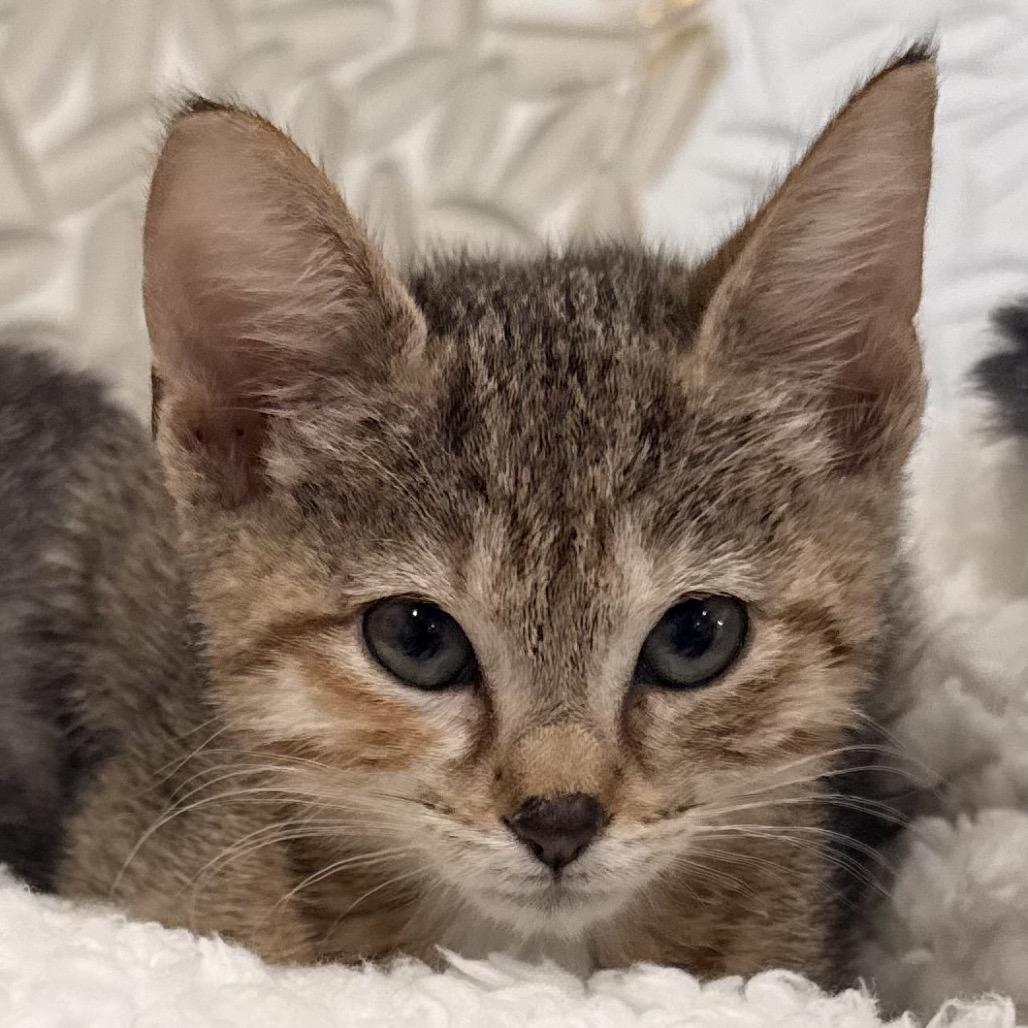 Minnie (Harvey), Adoptable, Kitten Female Domestic Short Hair.