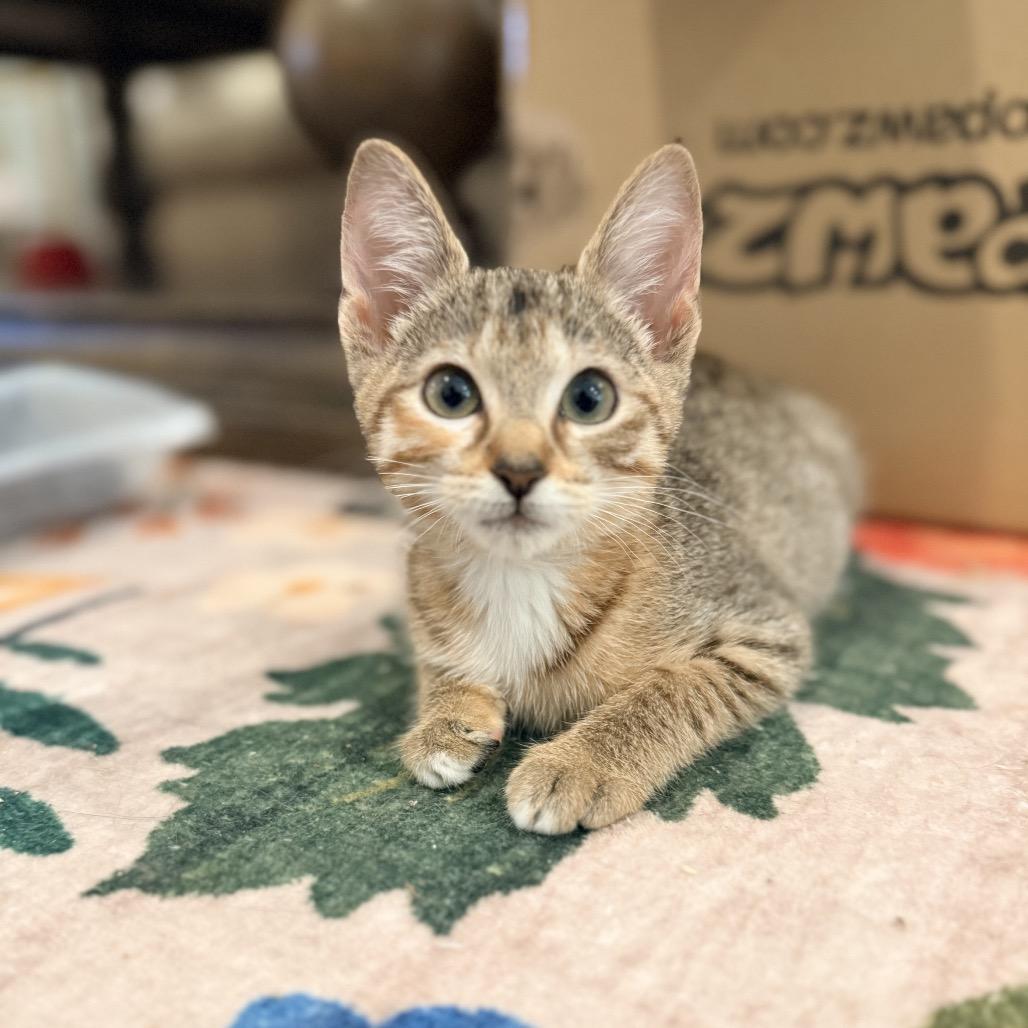 Enlarge Minnie (Harvey), a Adoptable Domestic Short Hair in Titusville, FL image 2/4