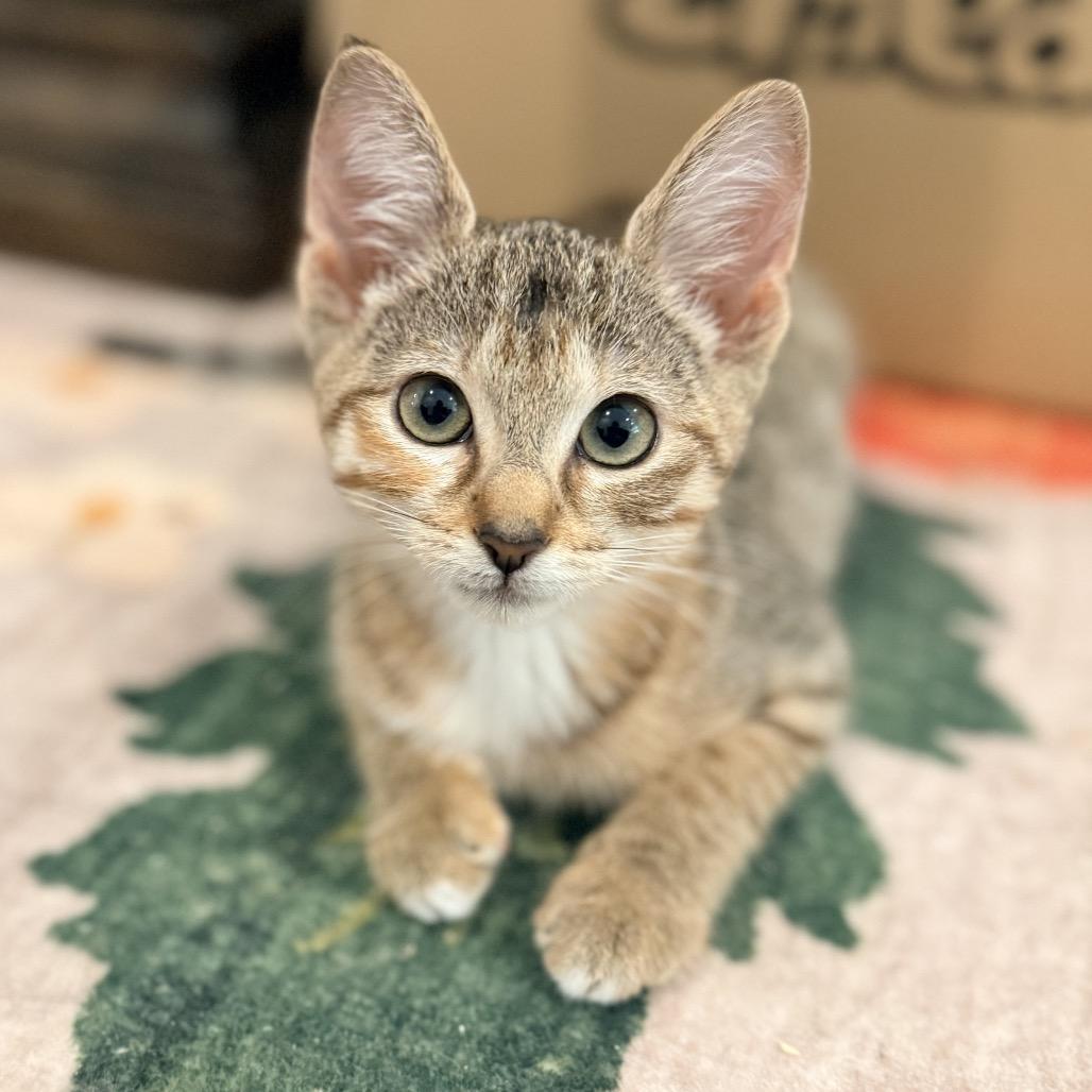 Enlarge Minnie (Harvey), a Adoptable Domestic Short Hair in Titusville, FL image 4/4