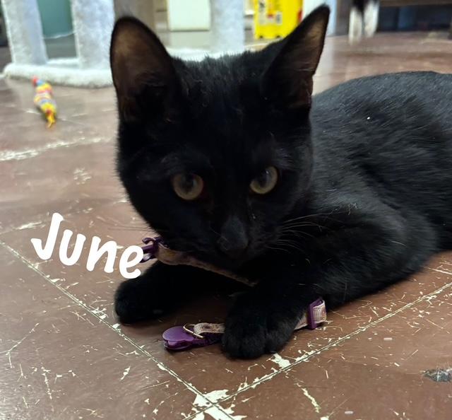 Enlarge June, a ADOPTABLE American Shorthair in Perry, GA image 1/1