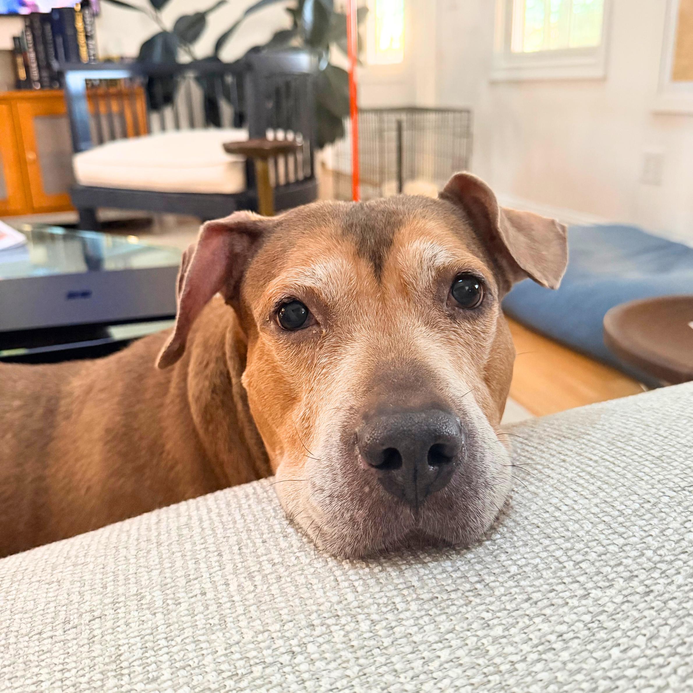 Golden Hour, a Adoptable mixed breed in Boston, MA image 3/6
