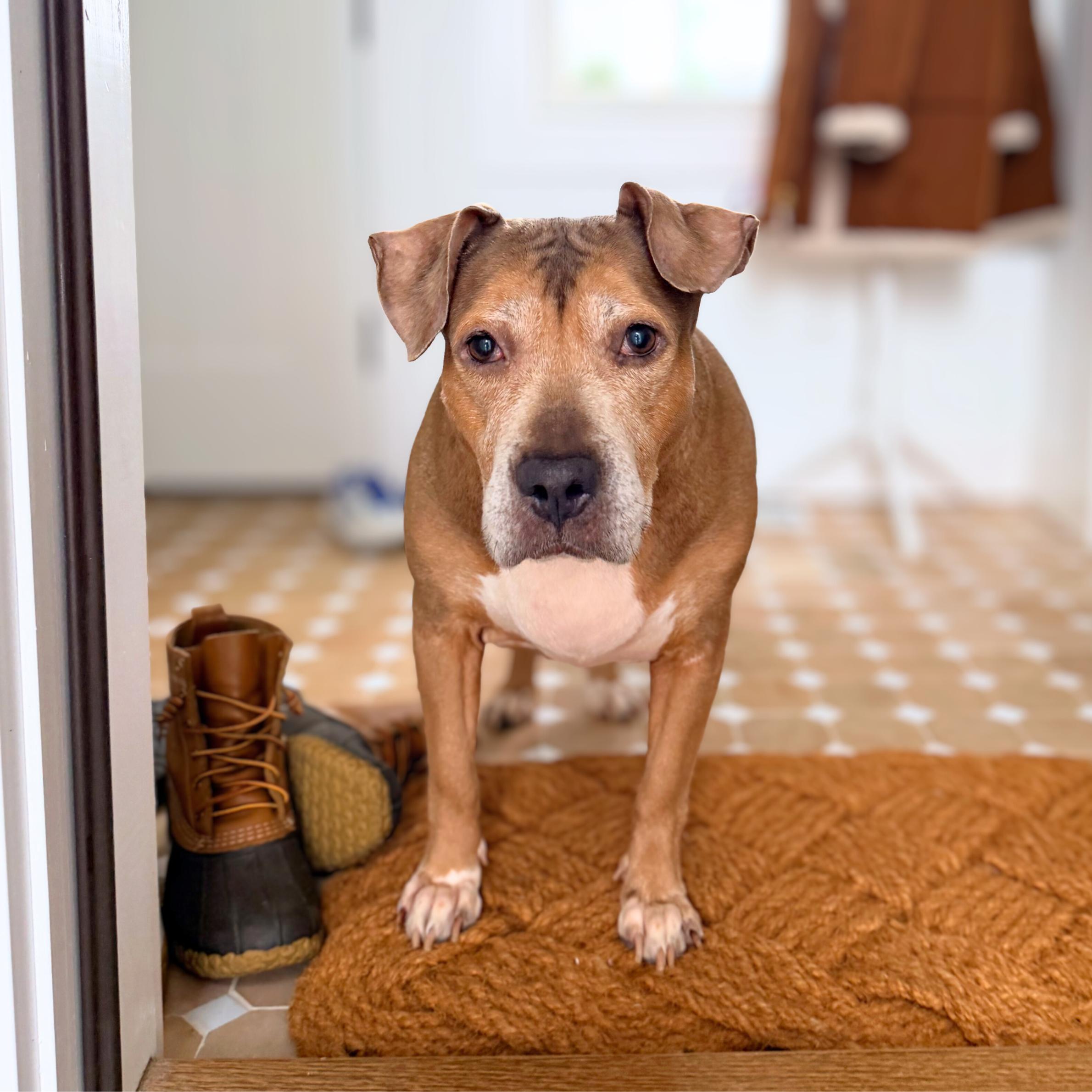 Golden Hour, Adoptable, Senior Female Pit Bull Terrier.