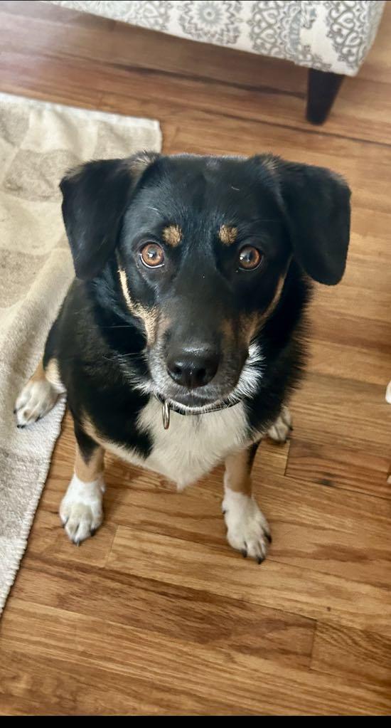 Biscuit, Adoptable, Young Female Australian Cattle Dog / Blue Heeler & Chihuahua.