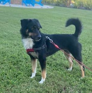 Biscuit, a Adoptable mixed breed in Ozone Park, NY image 2/4