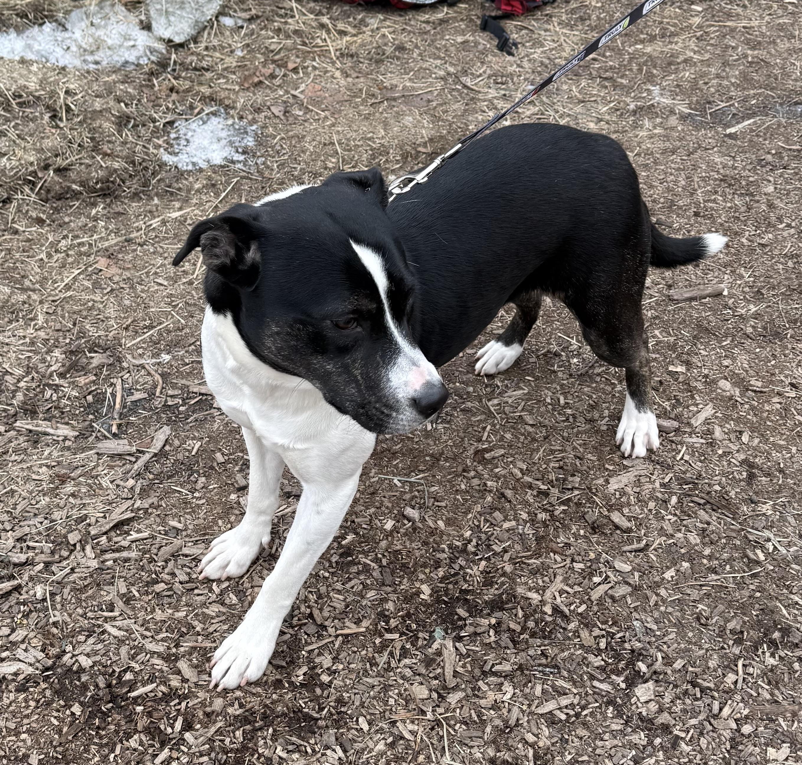 Poppy, ADOPTABLE, Young Female Catahoula Leopard Dog & Border Collie.