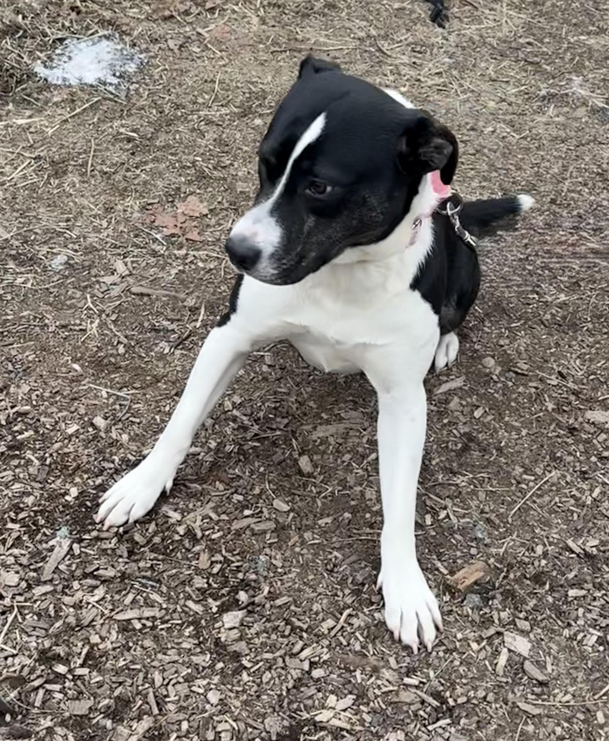 Poppy, a ADOPTABLE mixed breed in Wanaque, NJ image 2/4