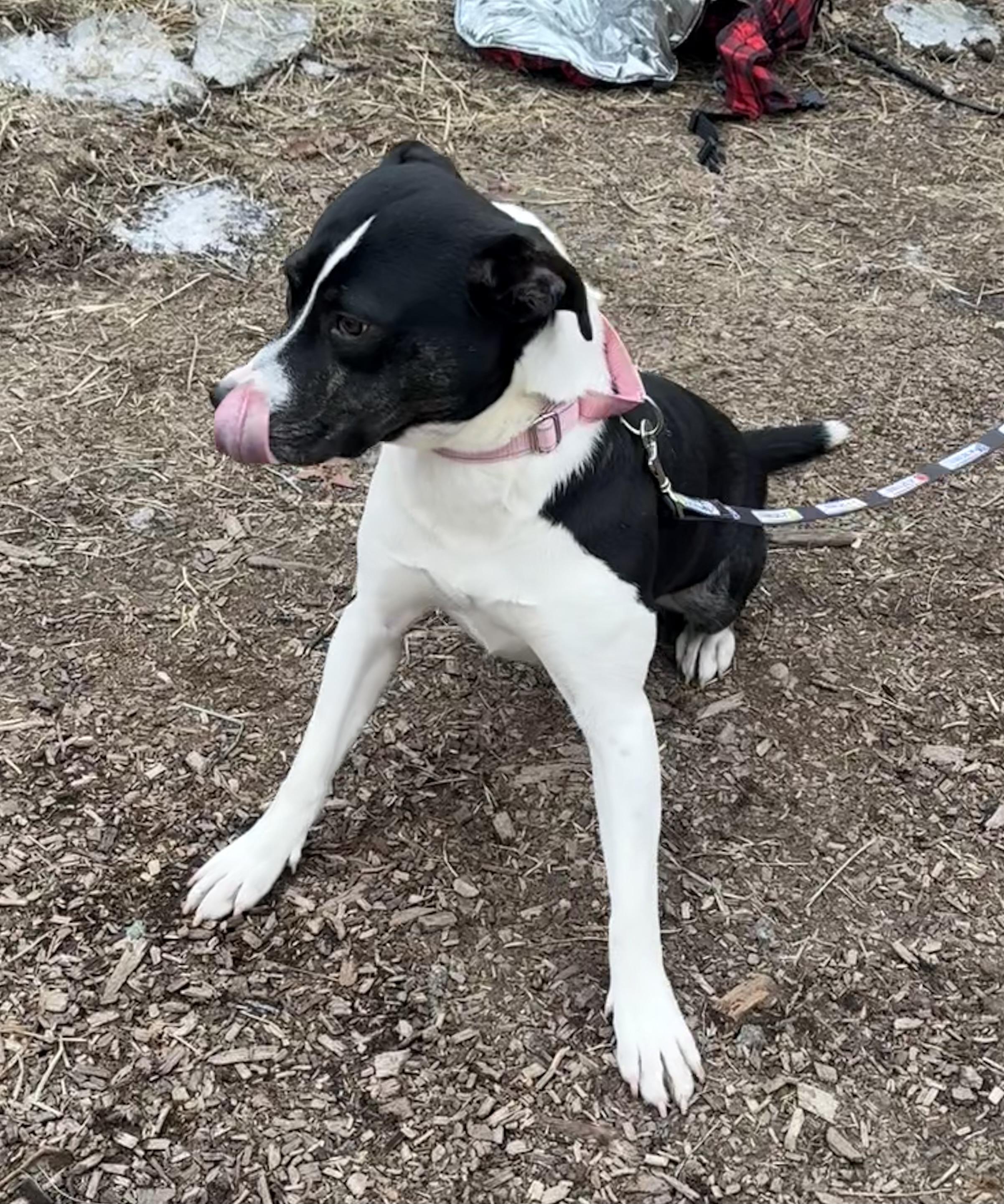 Poppy, a ADOPTABLE mixed breed in Wanaque, NJ image 3/4