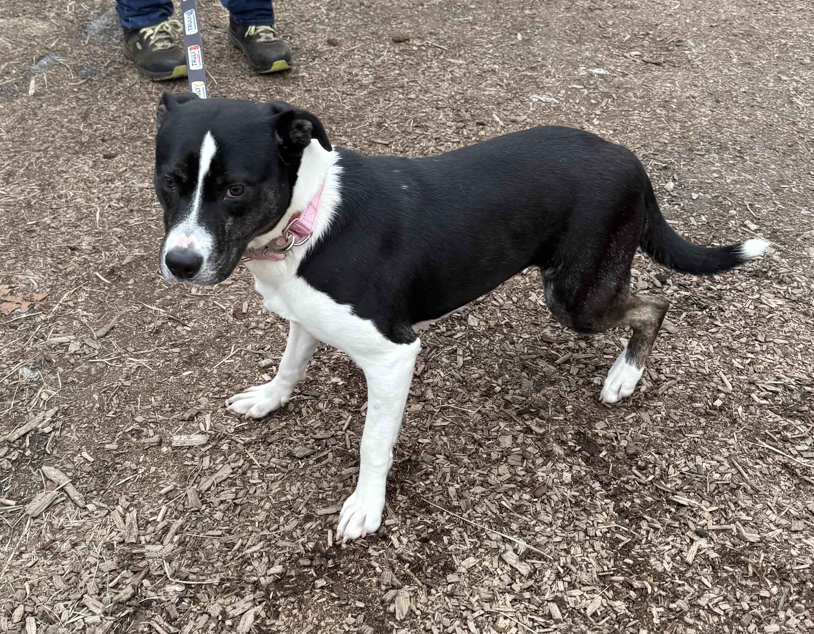 Poppy, a ADOPTABLE mixed breed in Wanaque, NJ image 4/4