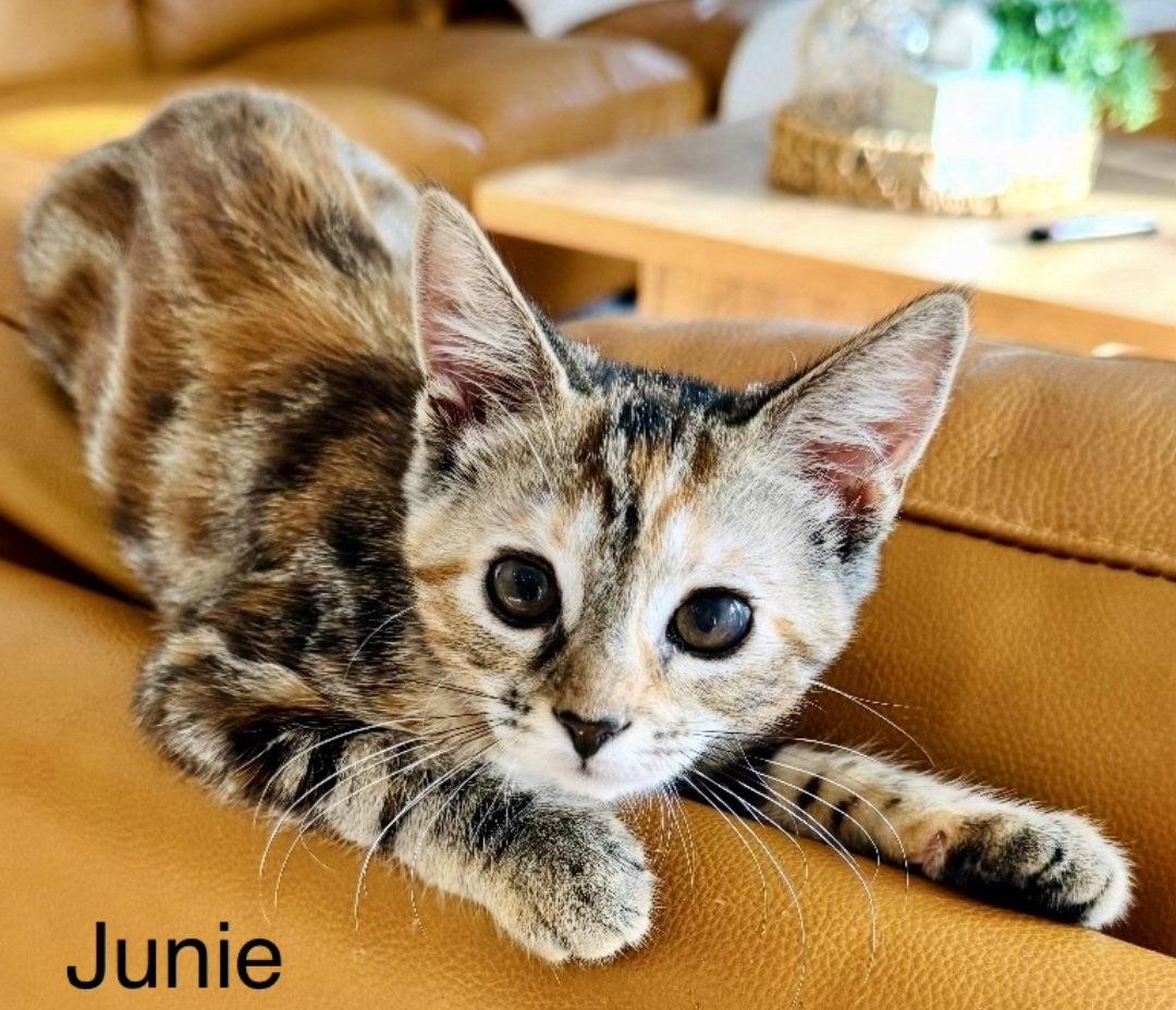 Junie, Adoptable, Young Female Domestic Short Hair.