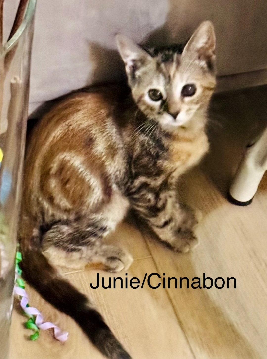 Enlarge Junie, a Adoptable Domestic Short Hair in Winter Garden, FL image 2/3