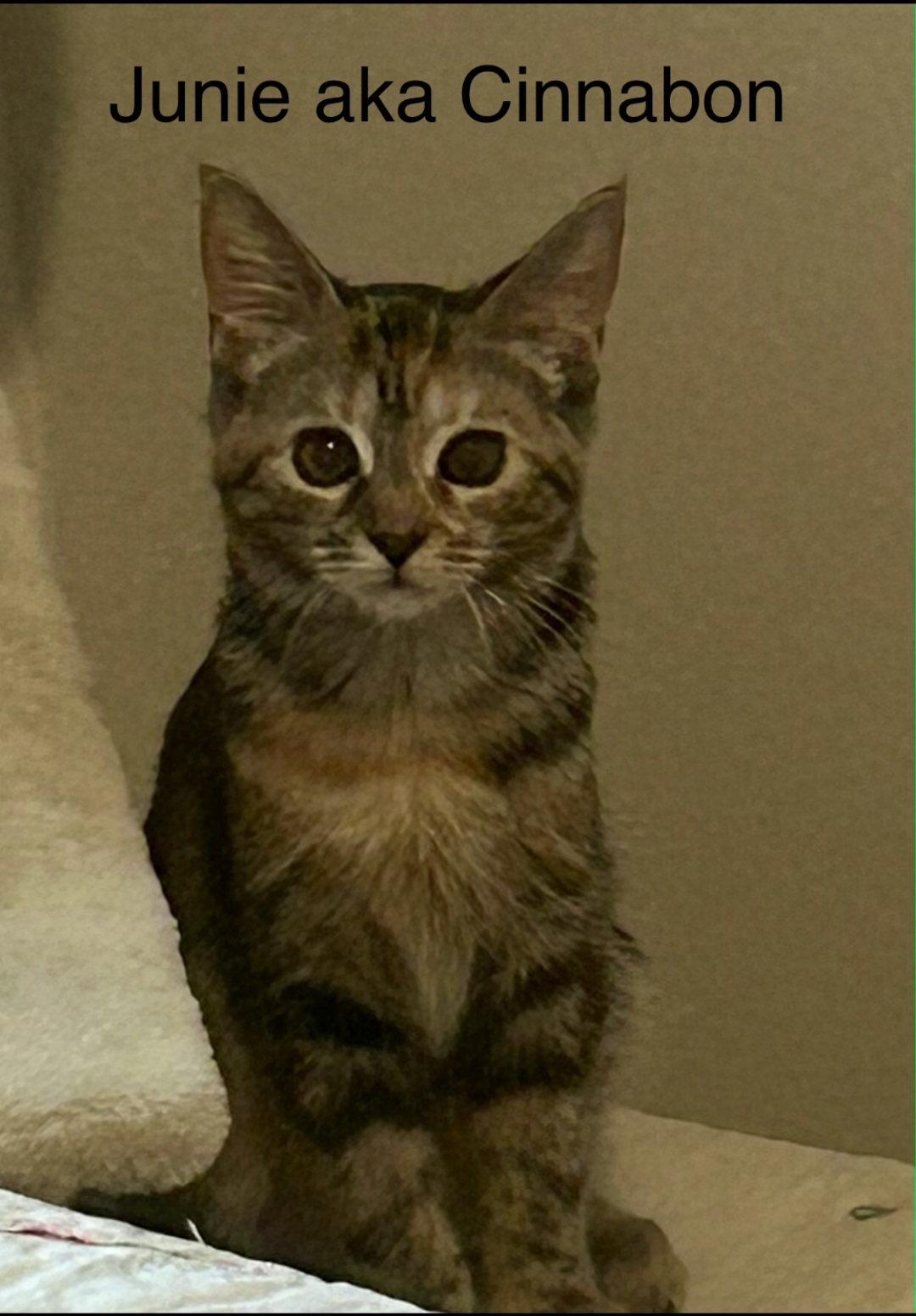 Enlarge Junie, a Adoptable Domestic Short Hair in Winter Garden, FL image 3/3