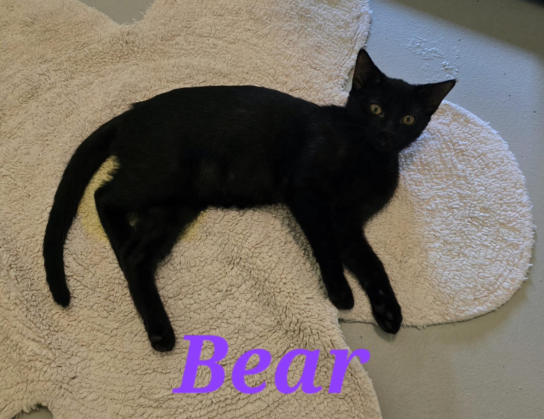 Enlarge Bear, a Adoptable Domestic Short Hair in Richmond, TX image 1/1