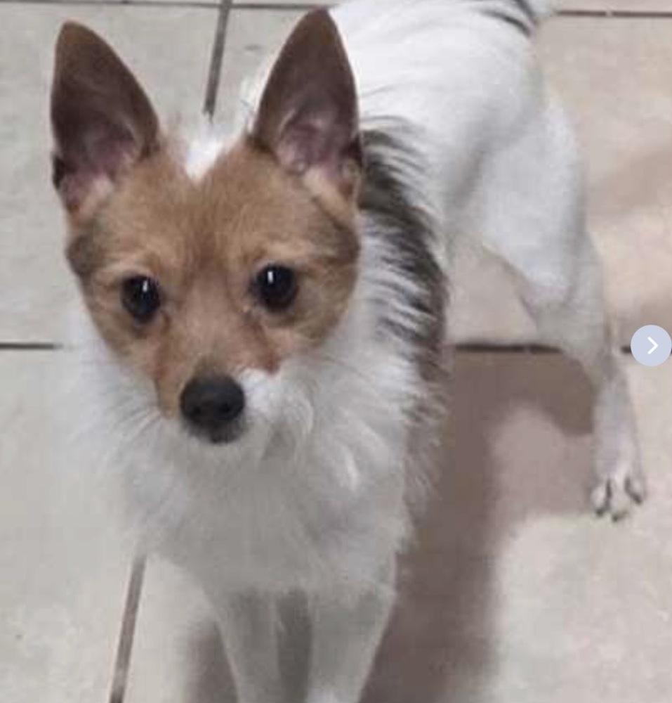 Khaleesi, Adoptable, Adult Female Fox Terrier & Chihuahua.