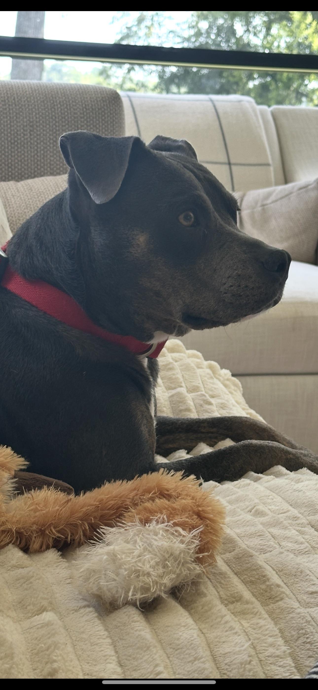 Grace Anne, ADOPTABLE, Adult Female American Bully.