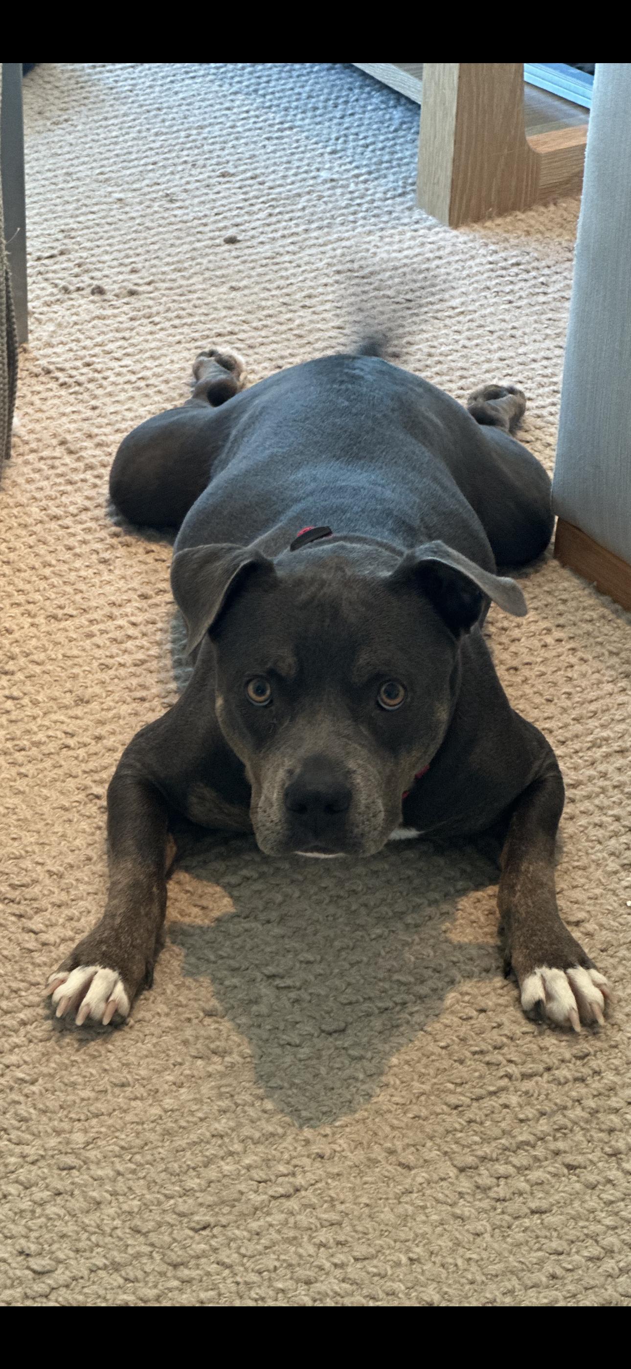 Grace Anne, a ADOPTABLE mixed breed in Longview, TX image 2/3