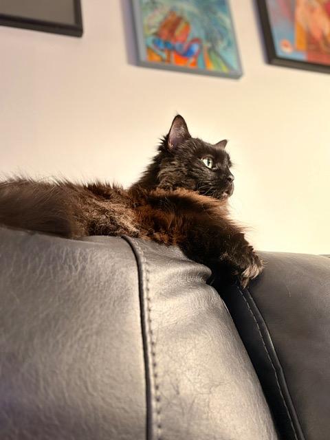 Clarence: Courtesy Post, Adoptable, Senior Female Domestic Long Hair.