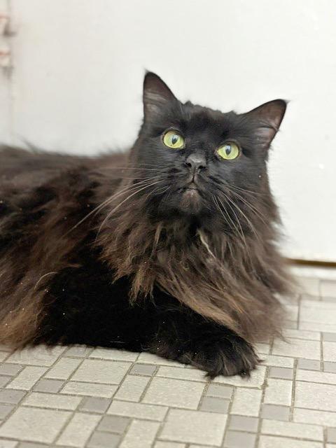 Enlarge Clarence: Courtesy Post, a Adoptable mixed breed in New York, NY image 2/3